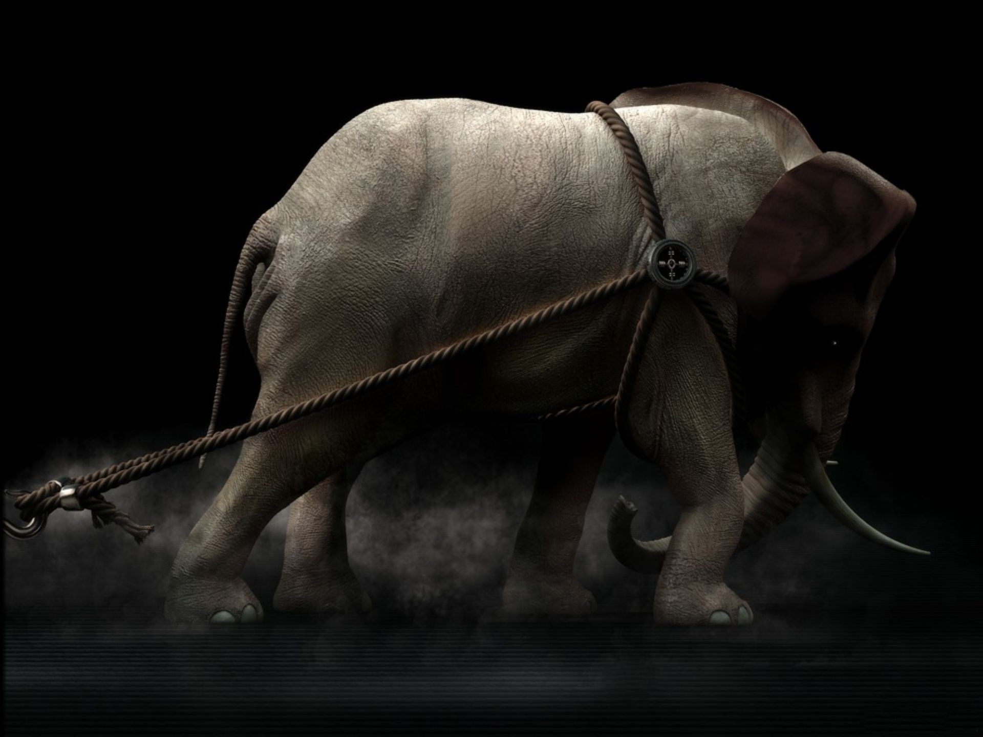 animal, african bush elephant, elephants 5K