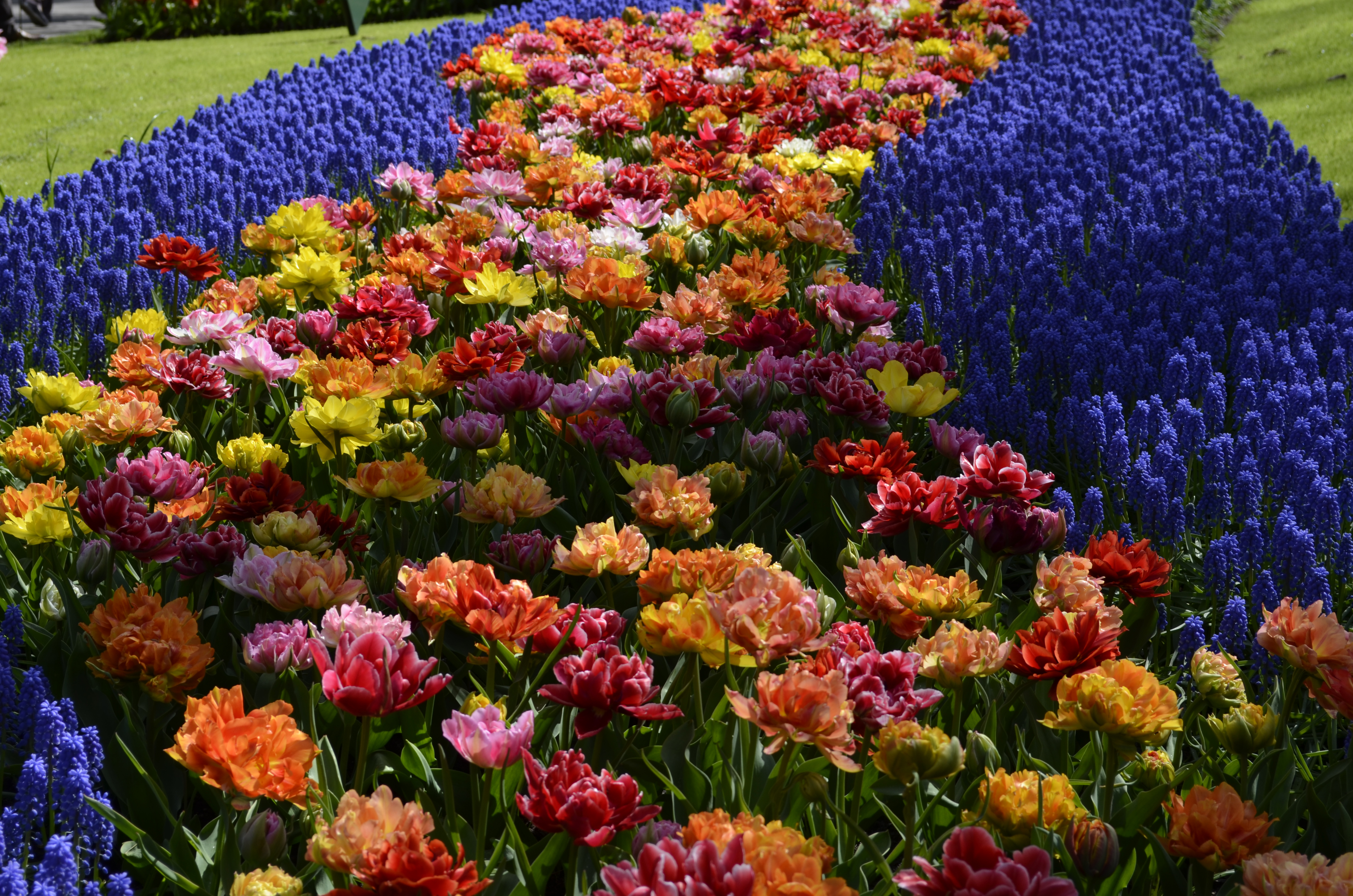Handy-Wallpaper Blumen, Blume, Park, Bunt, Frühling, Erde/natur kostenlos herunterladen.