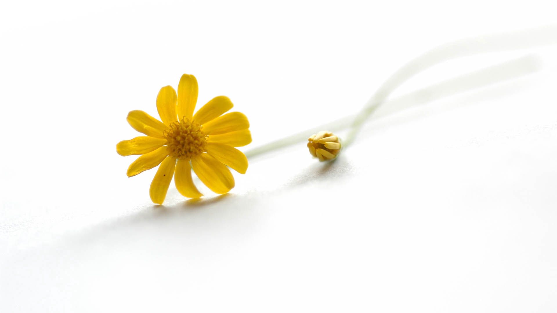 Laden Sie das Blätter, Stiel, Stengel, Blumen, Blume-Bild kostenlos auf Ihren PC-Desktop herunter