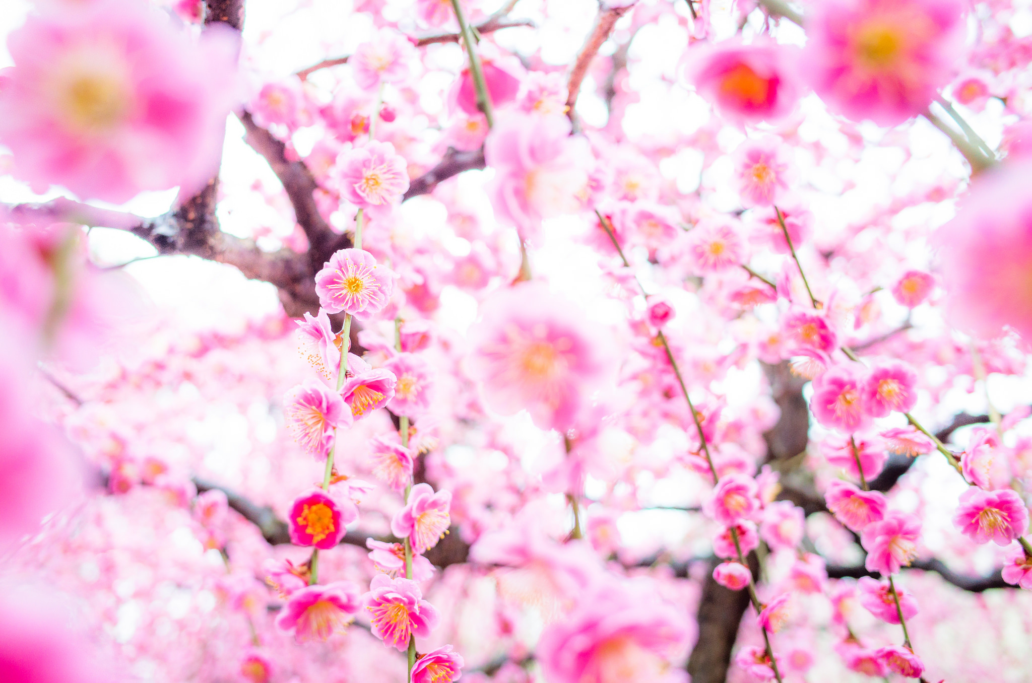 Descarga gratuita de fondo de pantalla para móvil de Naturaleza, Flores, Flor, Flor Rosa, Tierra/naturaleza, Difuminado.