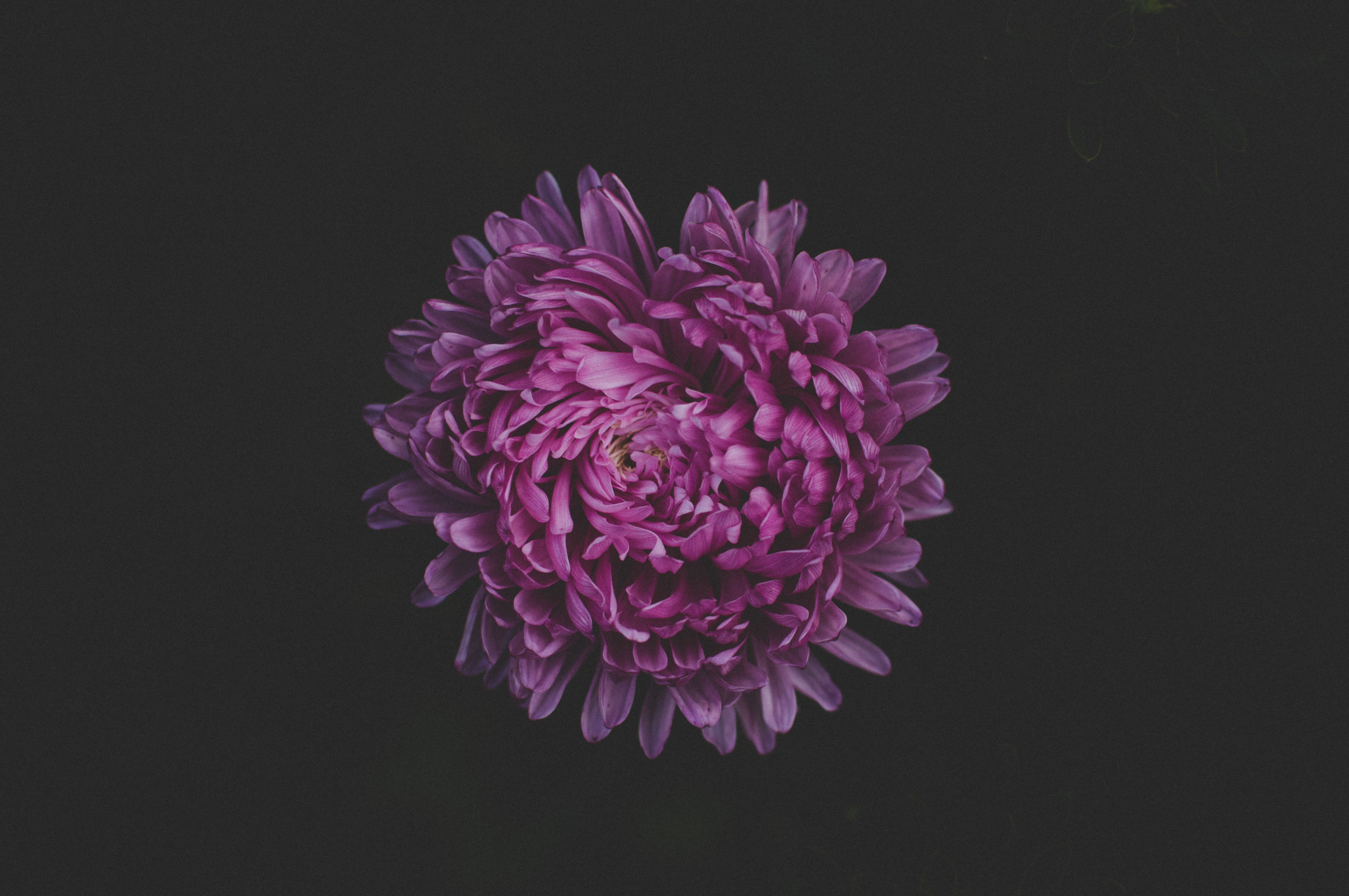 118087 baixar papel de parede flores, violeta, flor, escuro, roxo, áster - protetores de tela e imagens gratuitamente