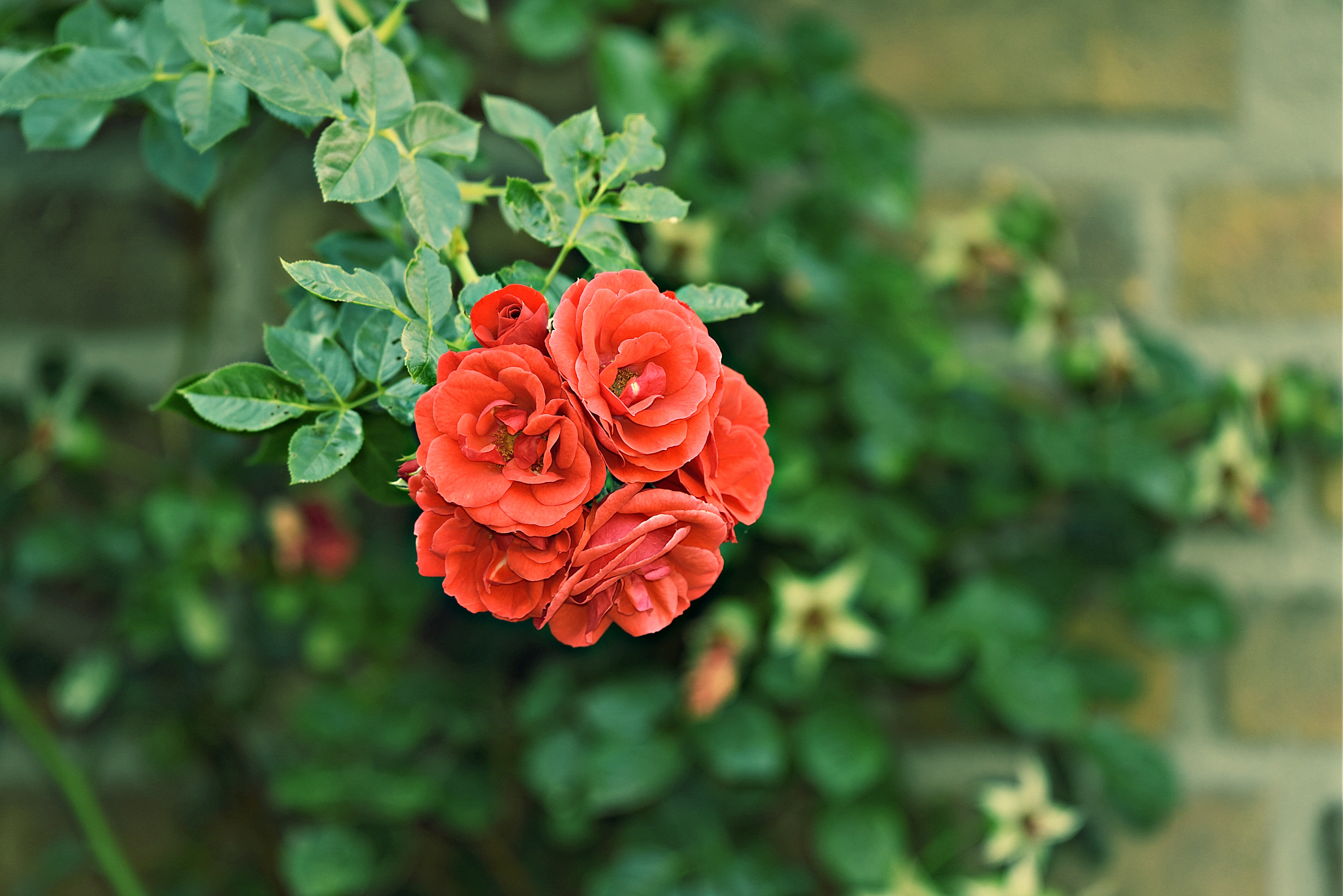 Download mobile wallpaper Garden, Roses, Flowering, Bush, Buds, Bloom, Flowers for free.