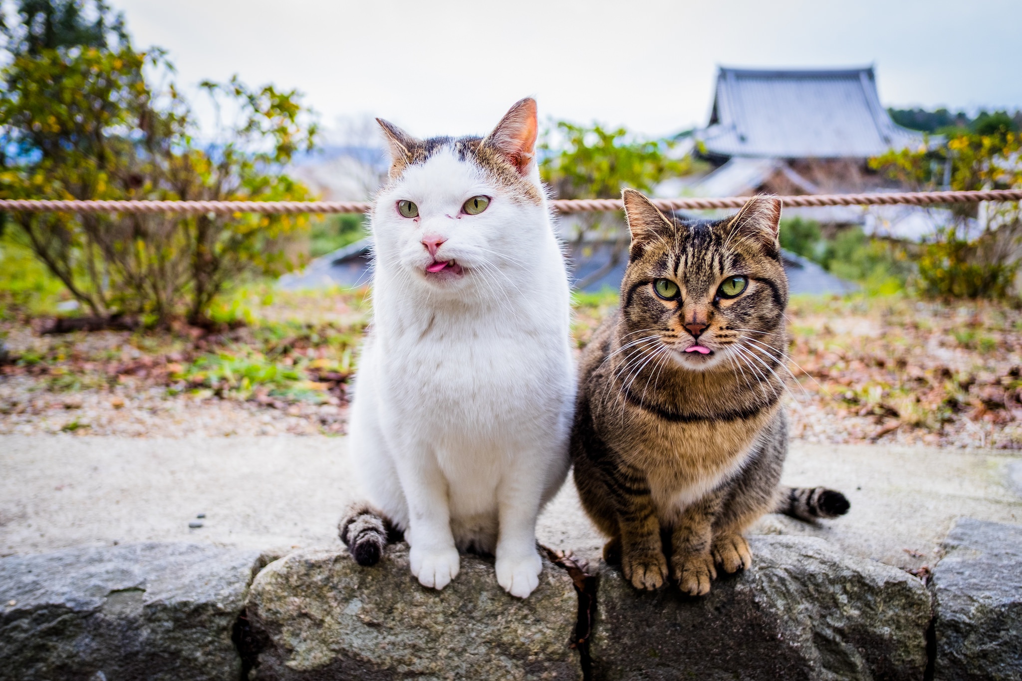 Descarga gratuita de fondo de pantalla para móvil de Animales, Gatos, Gato.