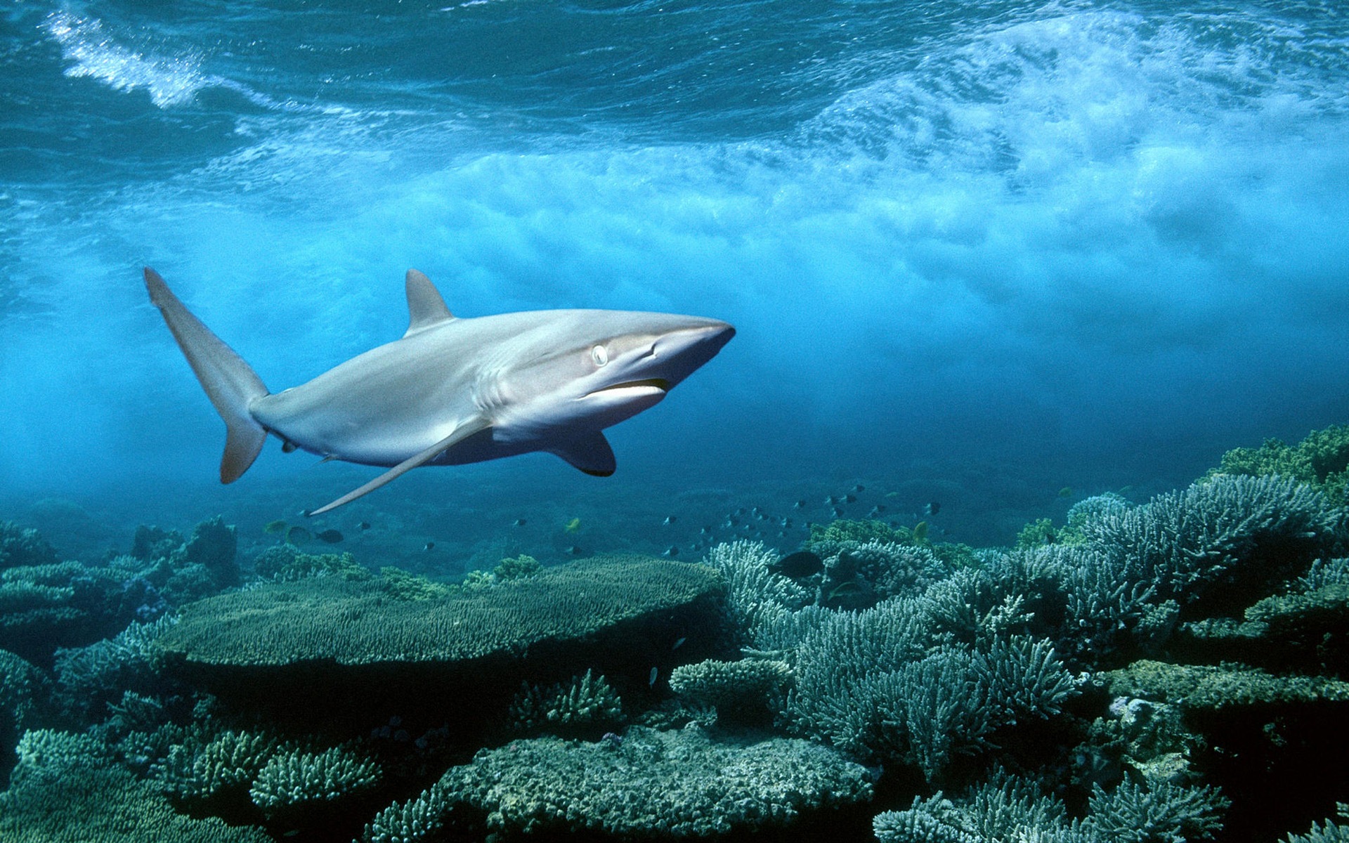 300370 télécharger le fond d'écran animaux, requin, les requins - économiseurs d'écran et images gratuitement