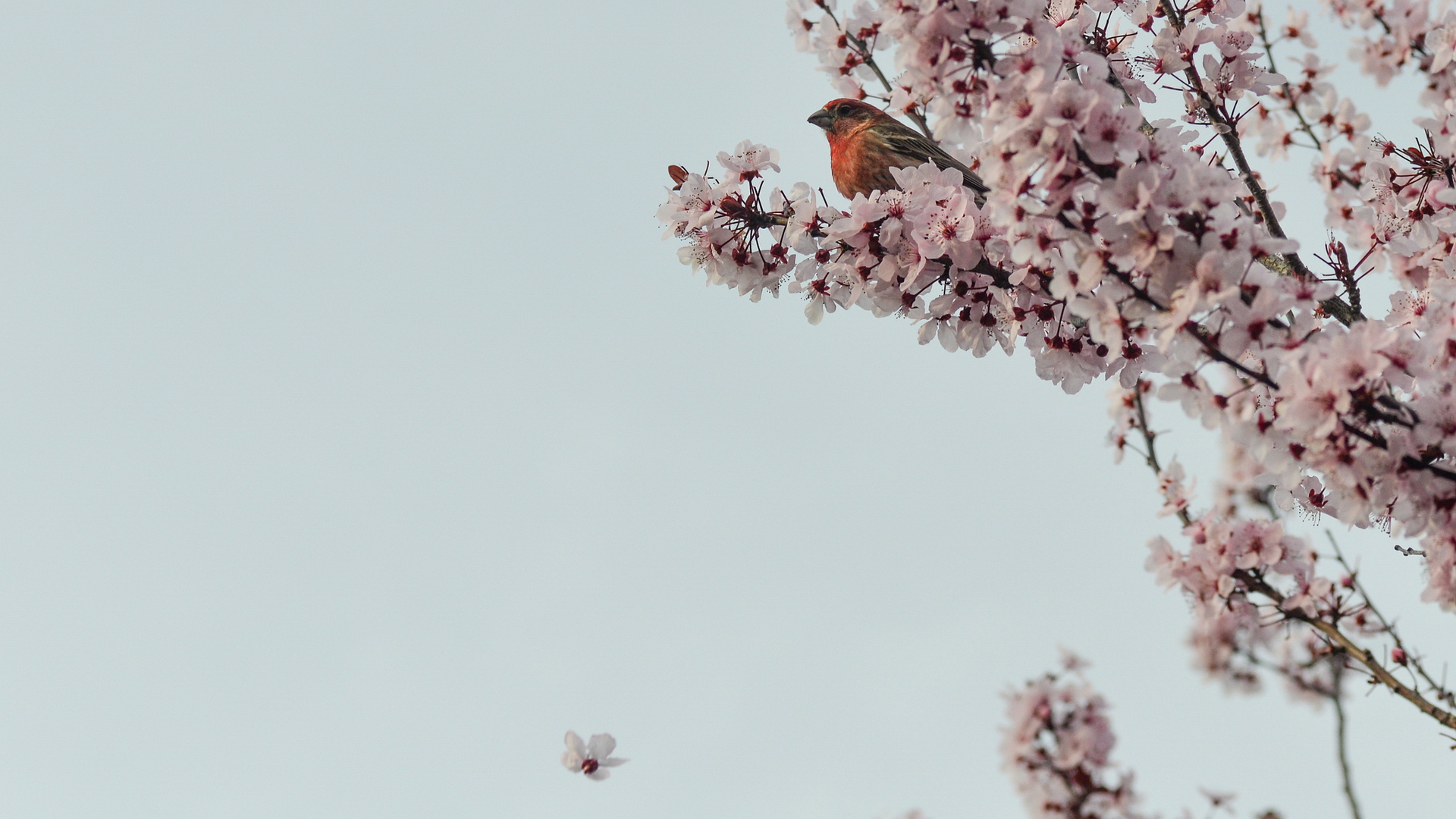 Handy-Wallpaper Blüte, Vogel, Vögel, Tiere kostenlos herunterladen.