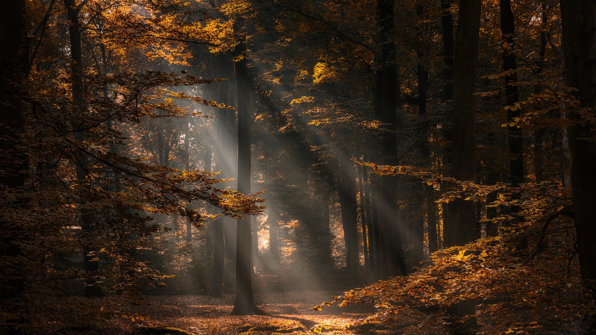 Скачать обои бесплатно Природа, Осень, Лес, Дерево, Солнечный Луч, Земля/природа картинка на рабочий стол ПК
