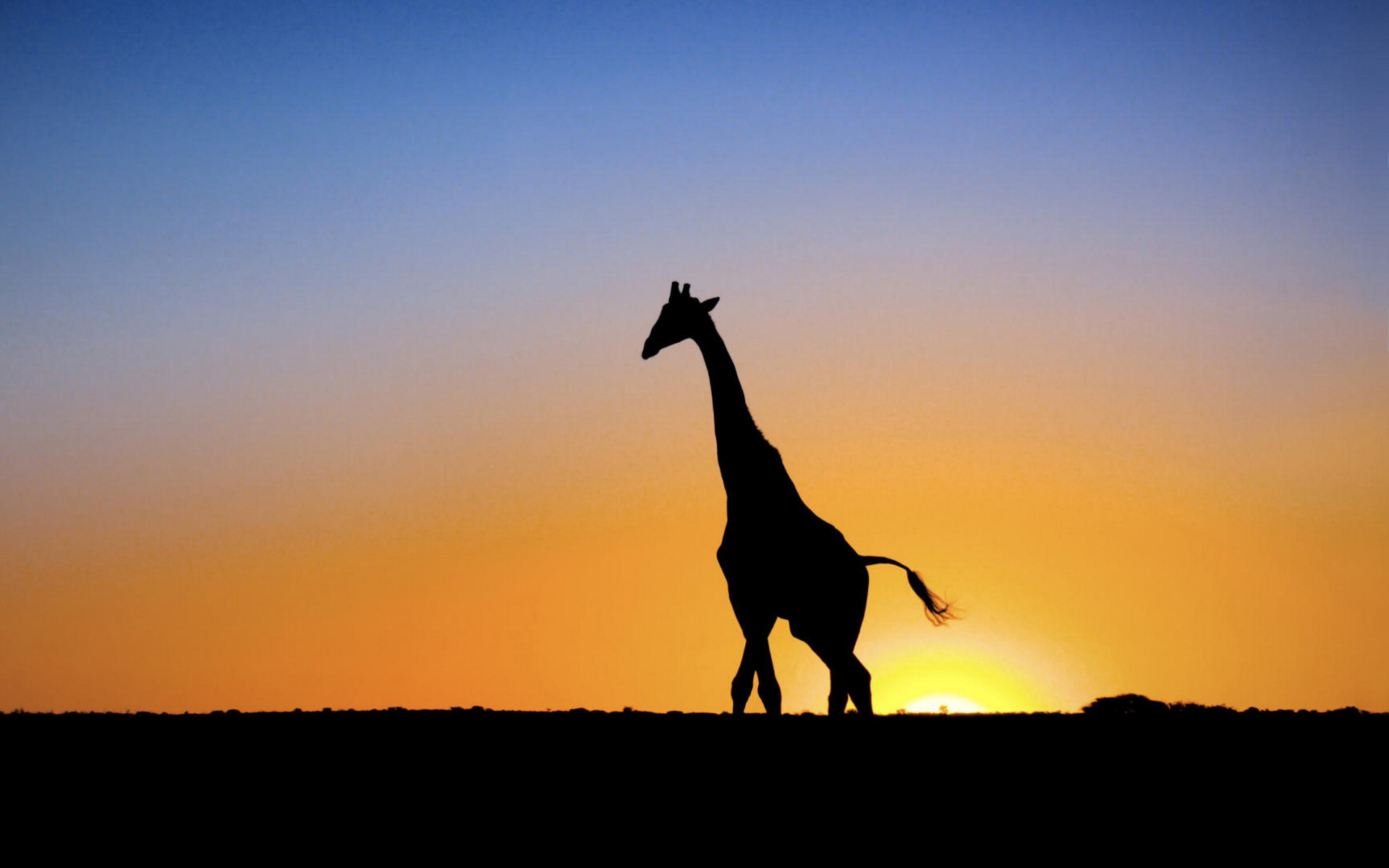 Скачать картинку Жирафа, Животные в телефон бесплатно.
