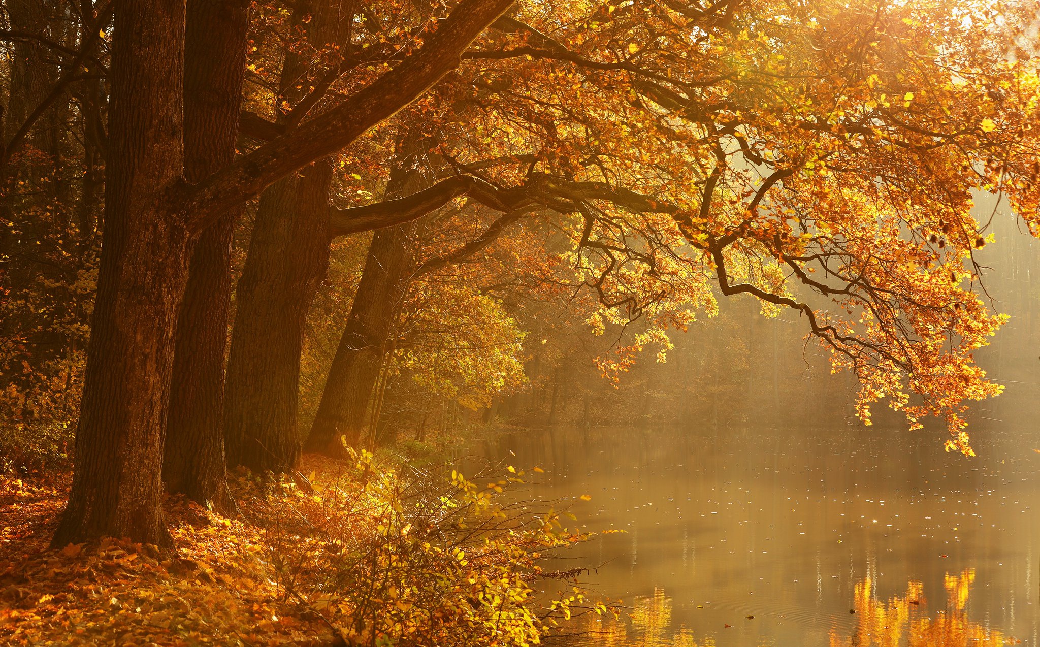 Free download wallpaper Nature, Tree, Fall, Earth on your PC desktop