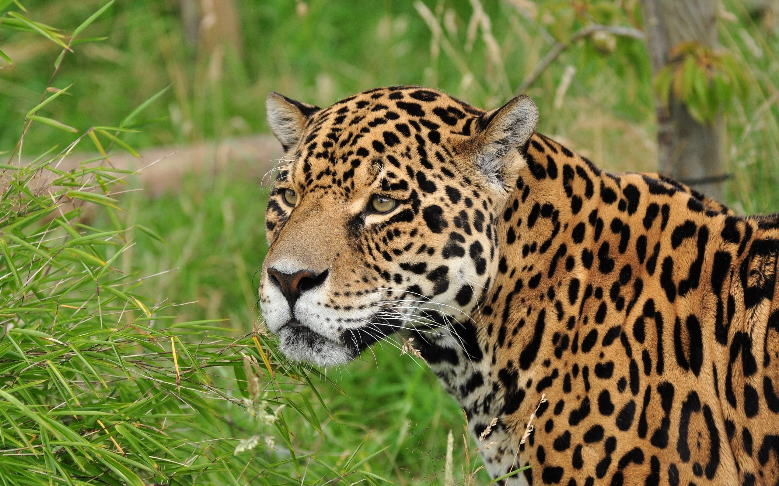 Download mobile wallpaper Jaguar, Cats, Animal for free.