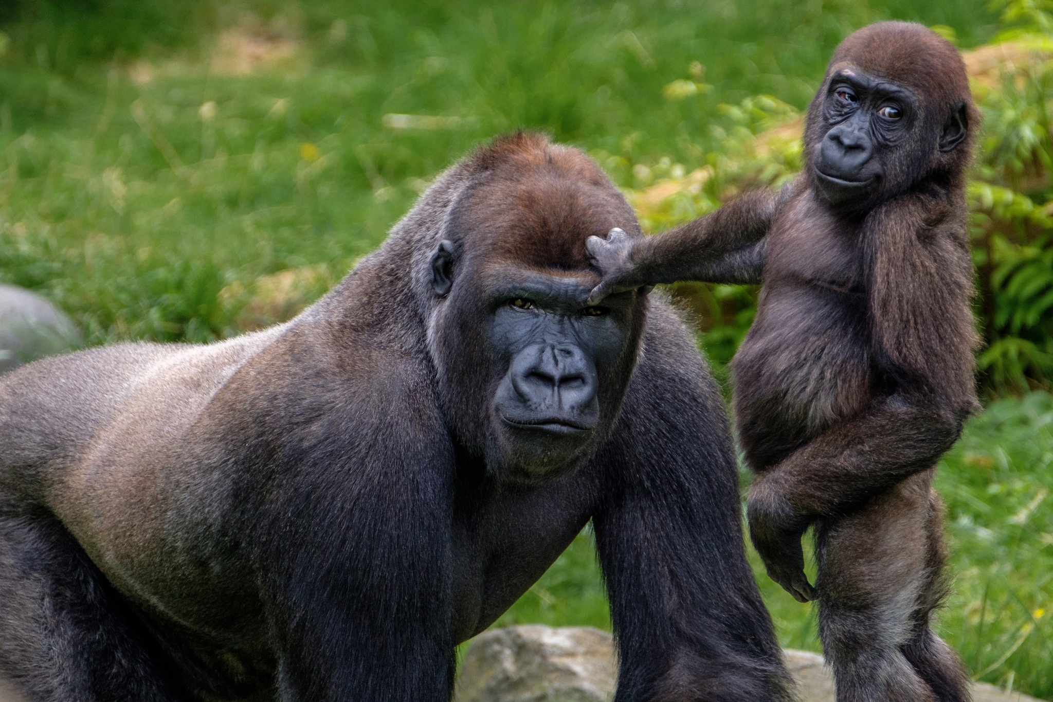 420739 Bild herunterladen tiere, gorilla, tierbaby, affen, primas - Hintergrundbilder und Bildschirmschoner kostenlos