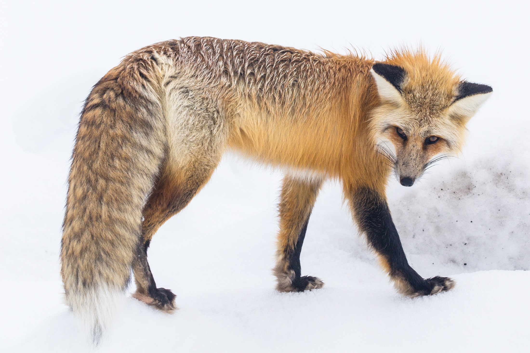 Free download wallpaper Winter, Fox, Animal, Mammal on your PC desktop
