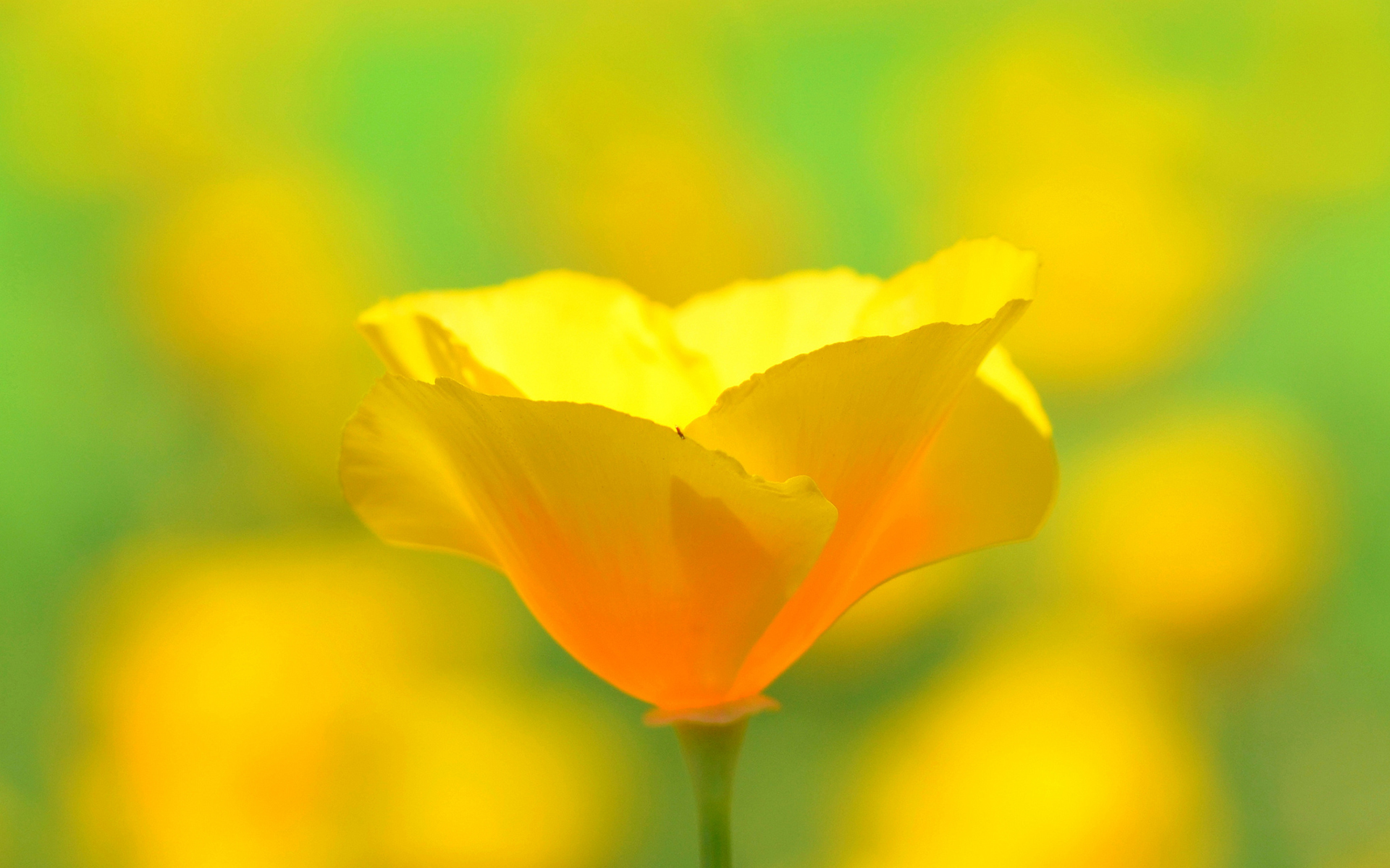 Descarga gratuita de fondo de pantalla para móvil de Flores, Flor, Tierra/naturaleza.