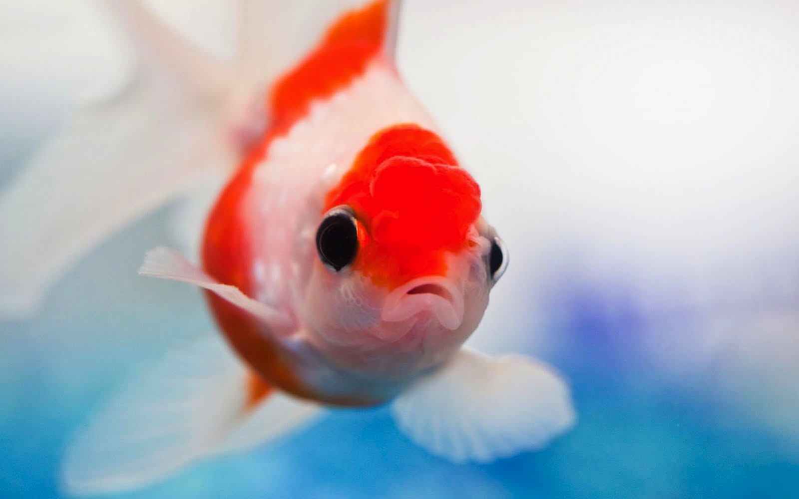 Download mobile wallpaper Animal, Fish for free.