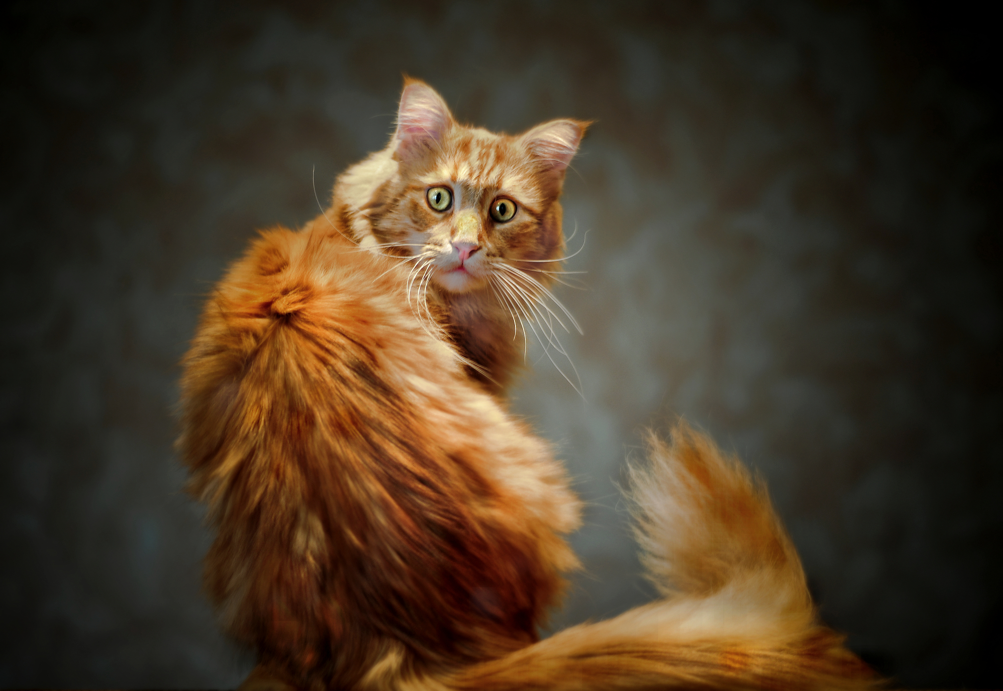 Descarga gratis la imagen Animales, Gatos, Gato, Gracioso, Humor en el escritorio de tu PC