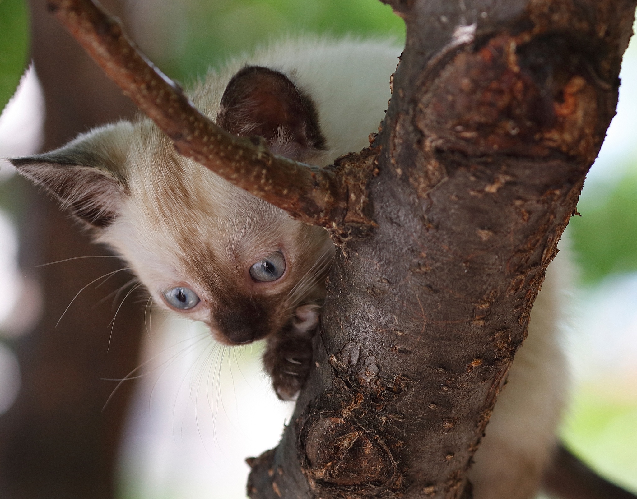 Baixe gratuitamente a imagem Animais, Gatos, Gato, Gatinho, Animal Bebê na área de trabalho do seu PC