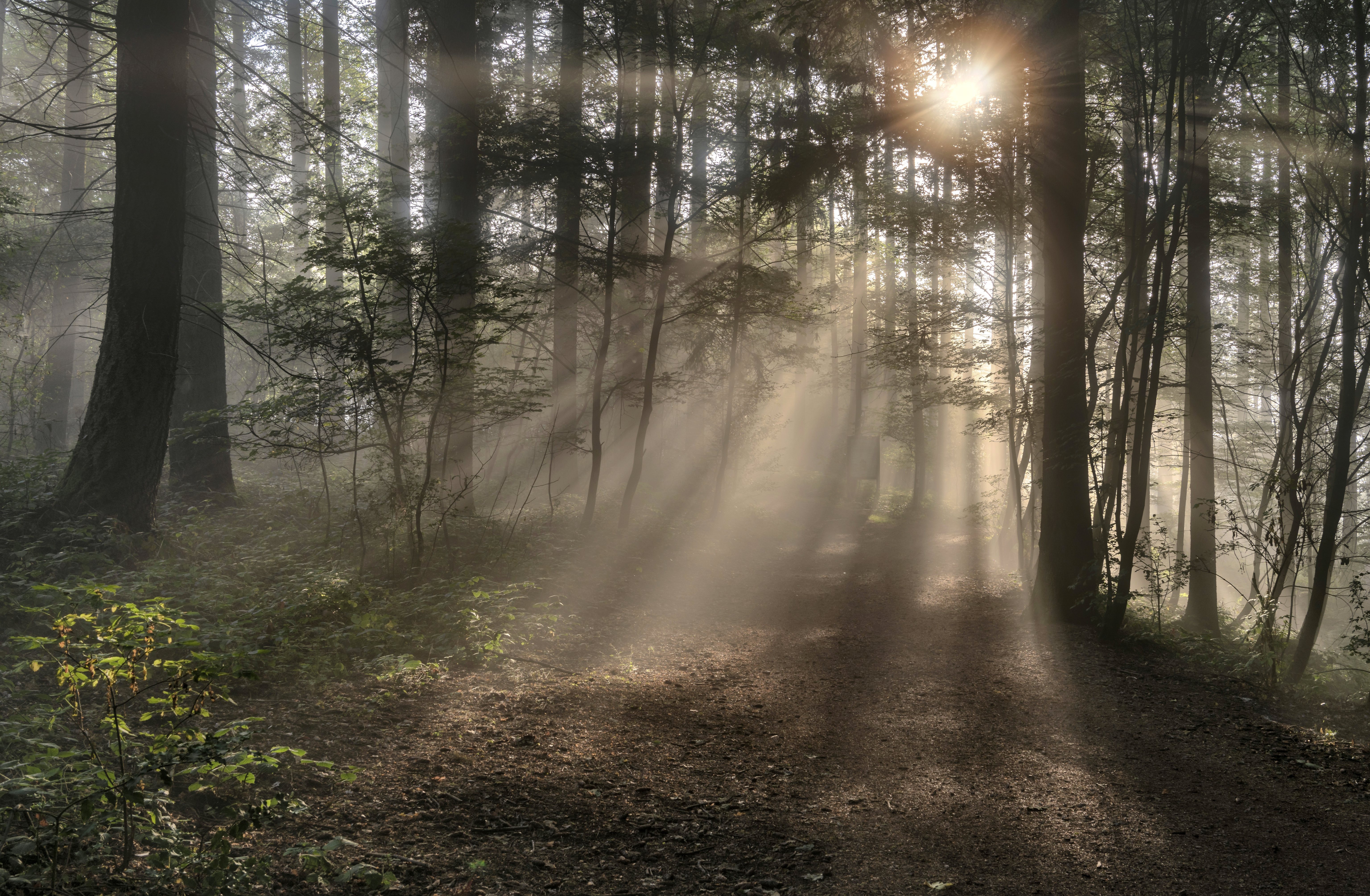 Download mobile wallpaper Dawn, Forest, Fog, Earth, Morning, Sunbeam for free.