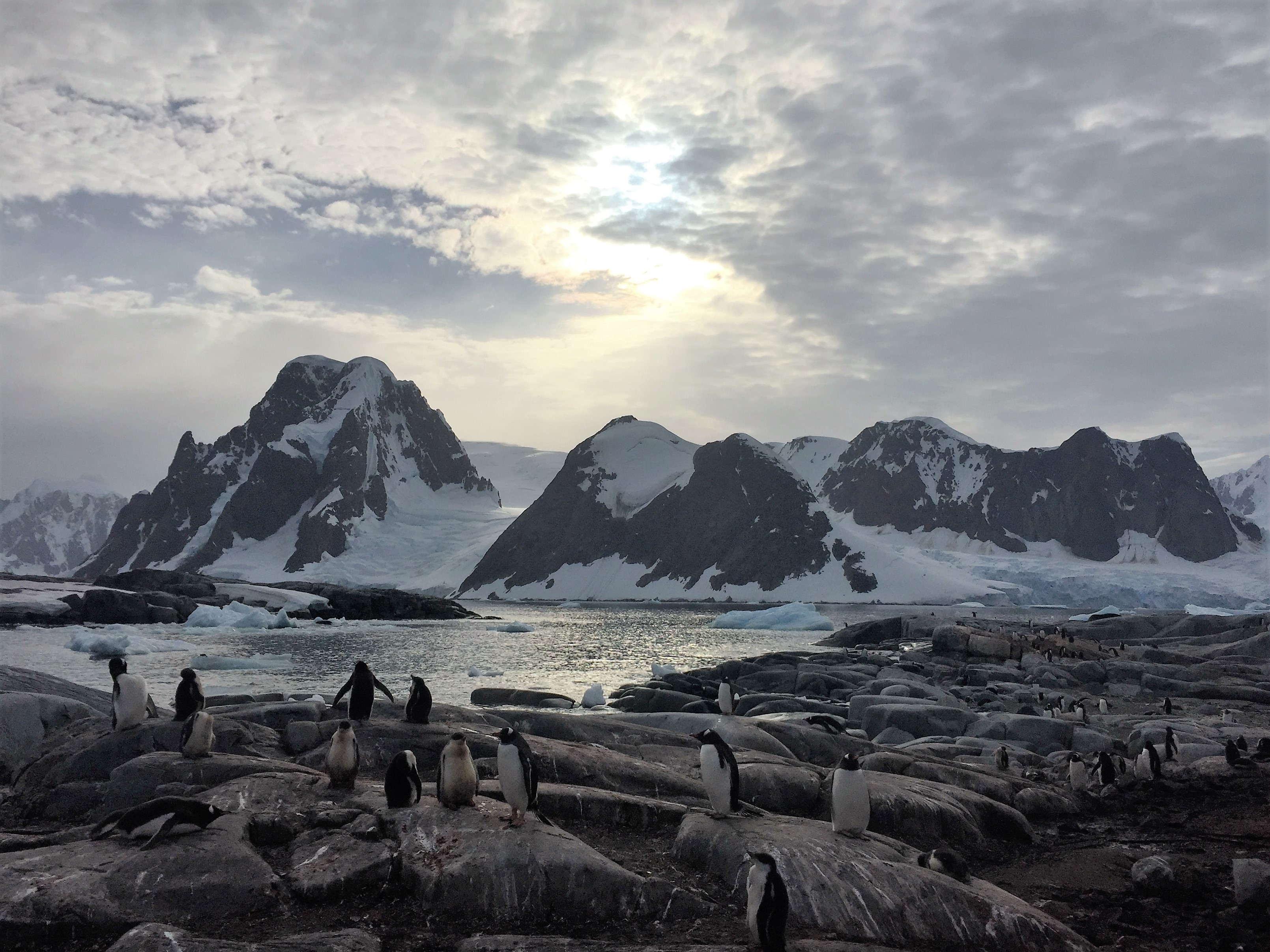 413825壁紙のダウンロード動物, ペンギン, 南極大陸, 鳥, 氷山, 山, 雪-スクリーンセーバーと写真を無料で