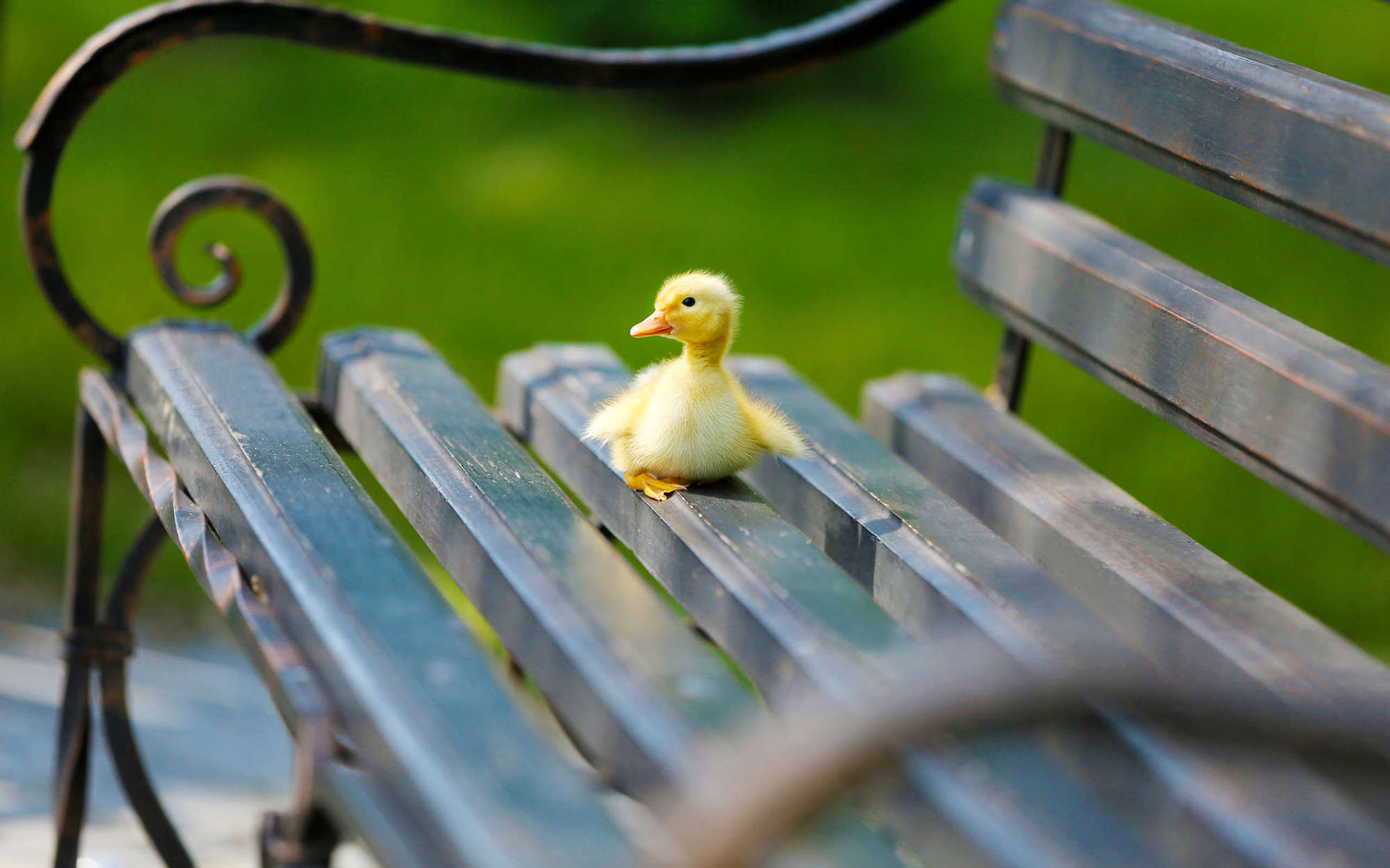 animal, duck, baby animal, bench, duckling, birds