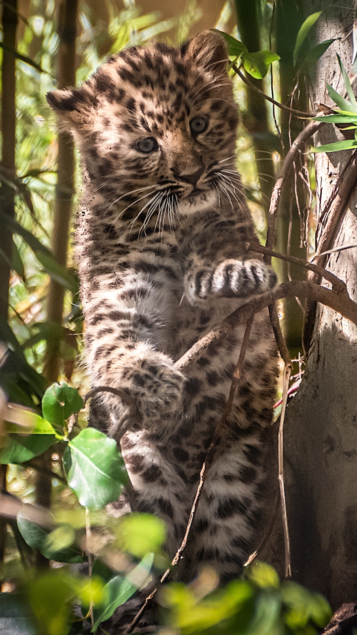 Handy-Wallpaper Tiere, Katzen, Leopard, Tierbaby, Jungtier kostenlos herunterladen.