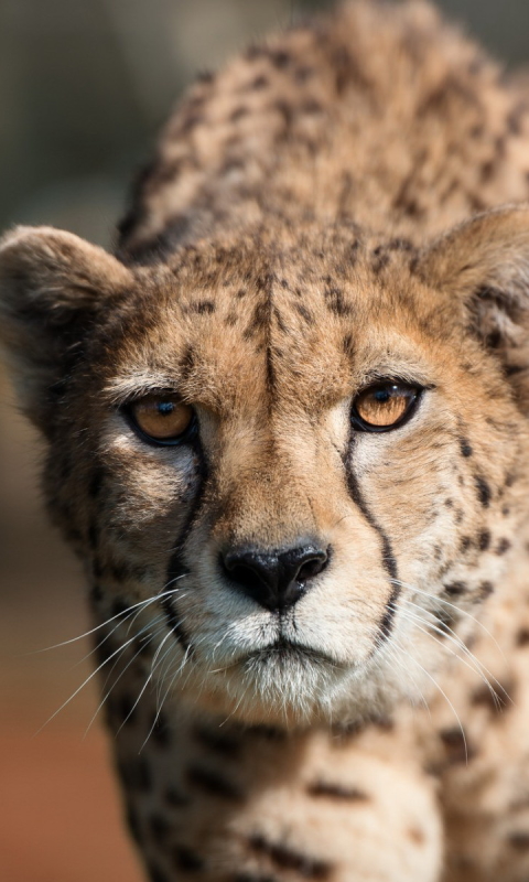 Handy-Wallpaper Gepard, Katzen, Tiere kostenlos herunterladen.