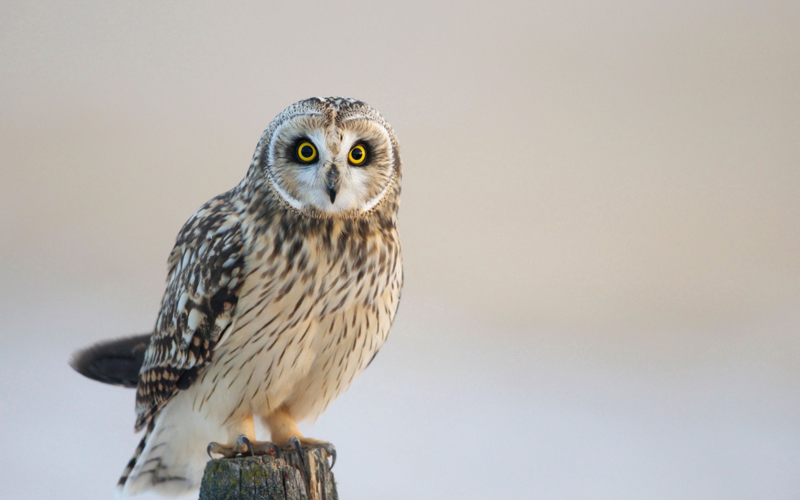 owl, animals, bird, predator, sight, opinion Full HD