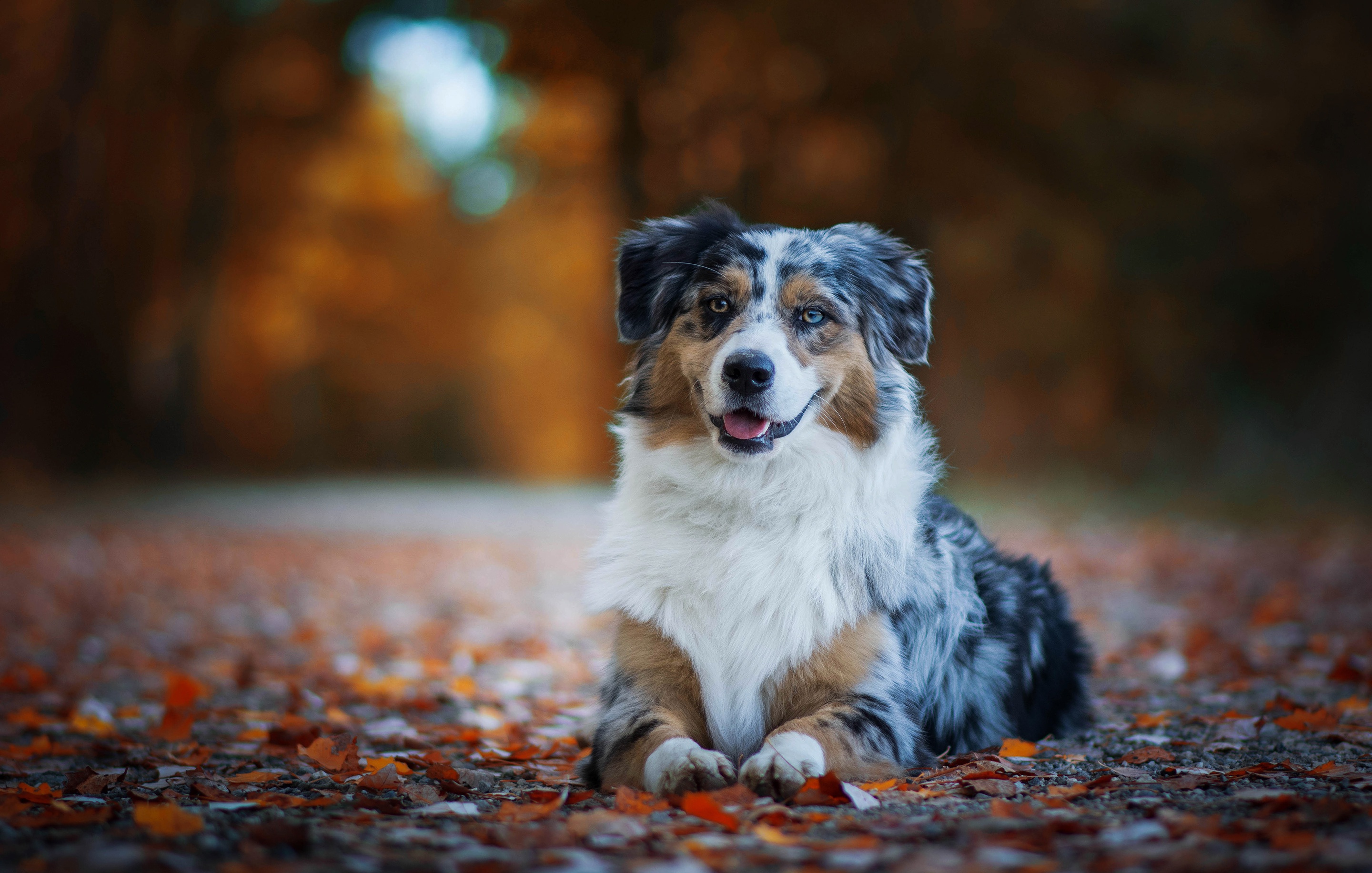 Laden Sie das Tiere, Hunde, Hund, Australischer Hirte, Tiefenschärfe-Bild kostenlos auf Ihren PC-Desktop herunter