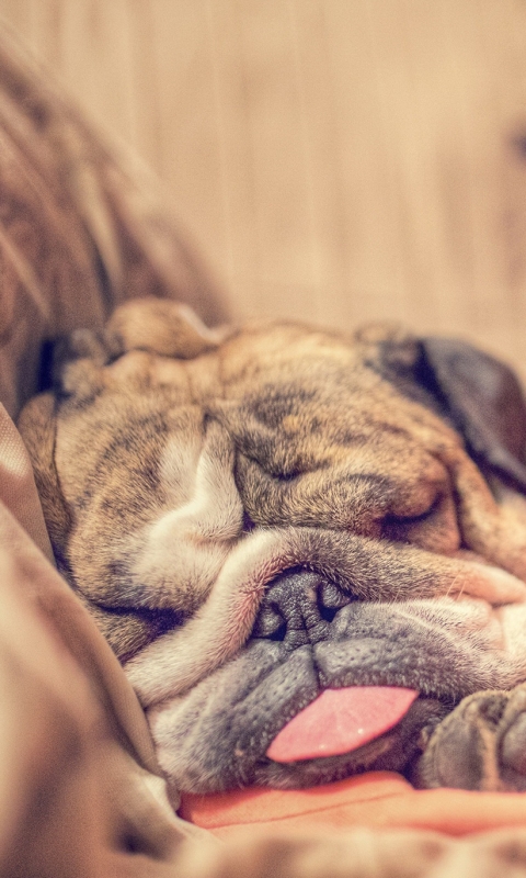 Download mobile wallpaper Dogs, Dog, Animal, Puppy, Sleeping, English Bulldog for free.