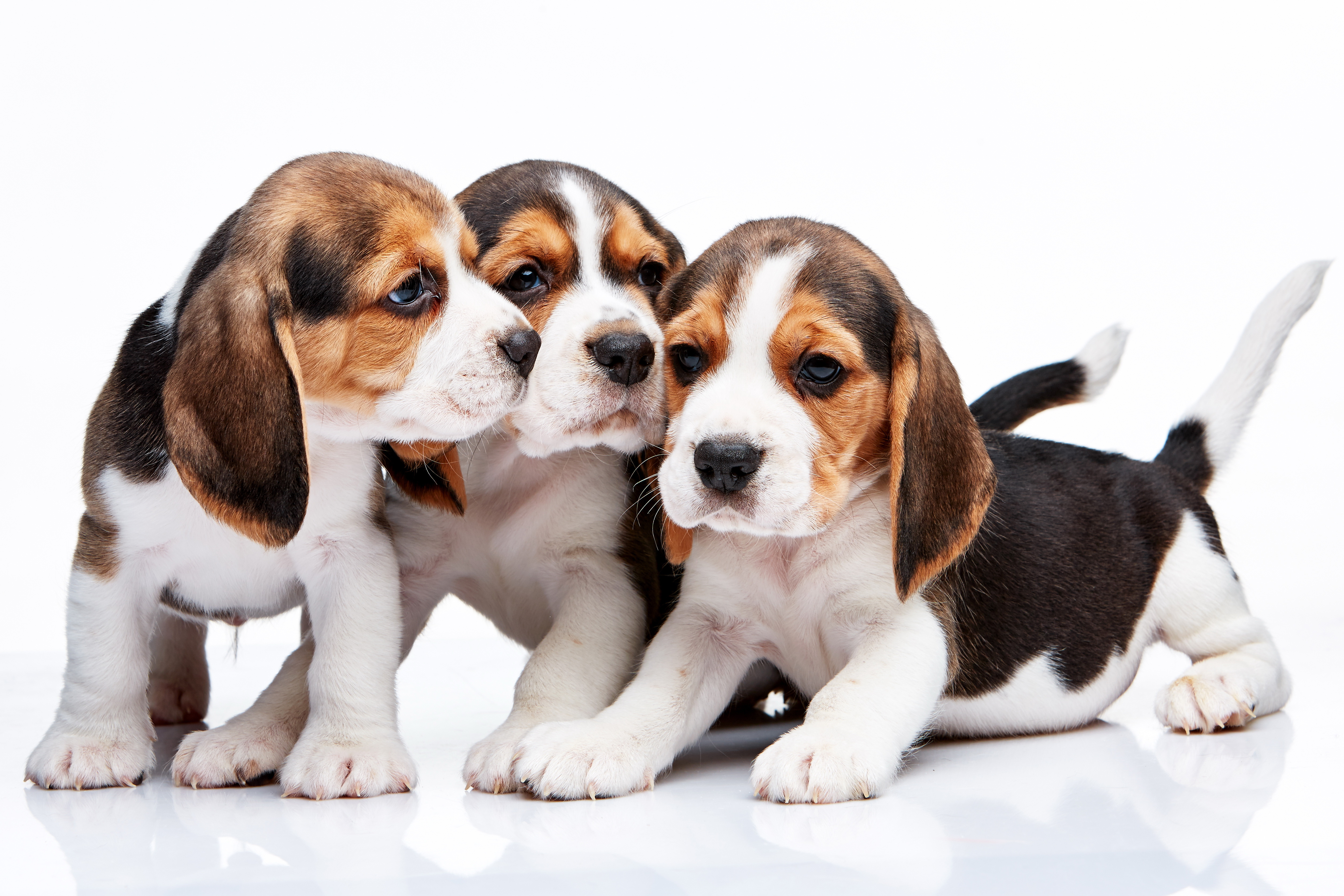 357095 baixar papel de parede animais, beagle, cães - protetores de tela e imagens gratuitamente