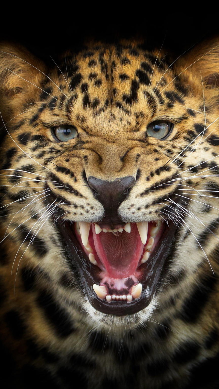 1174939 Hintergrundbild herunterladen tiere, leopard, knurren, katzen - Bildschirmschoner und Bilder kostenlos