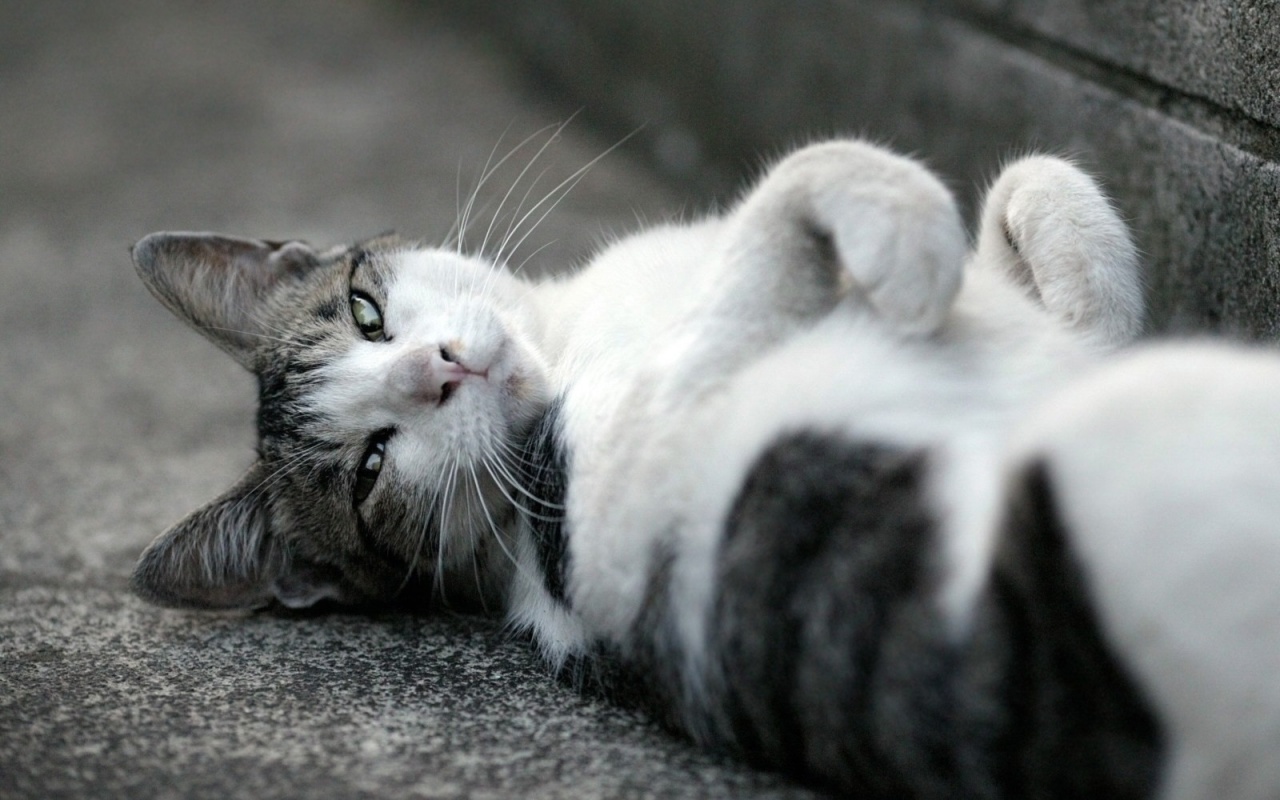 Baixar papel de parede para celular de Animais, Gato gratuito.