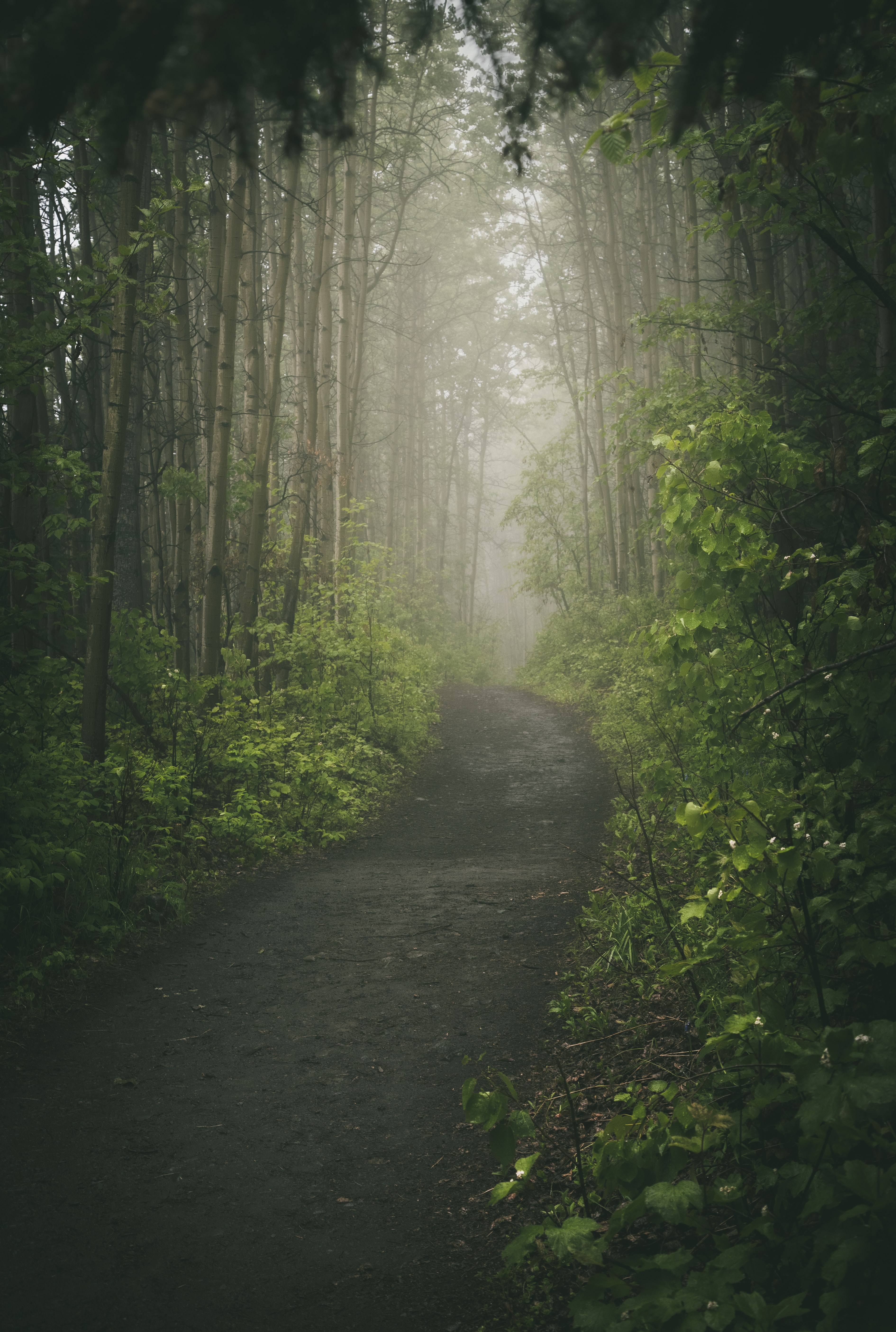 path, nature, trees, road, forest, fog iphone wallpaper
