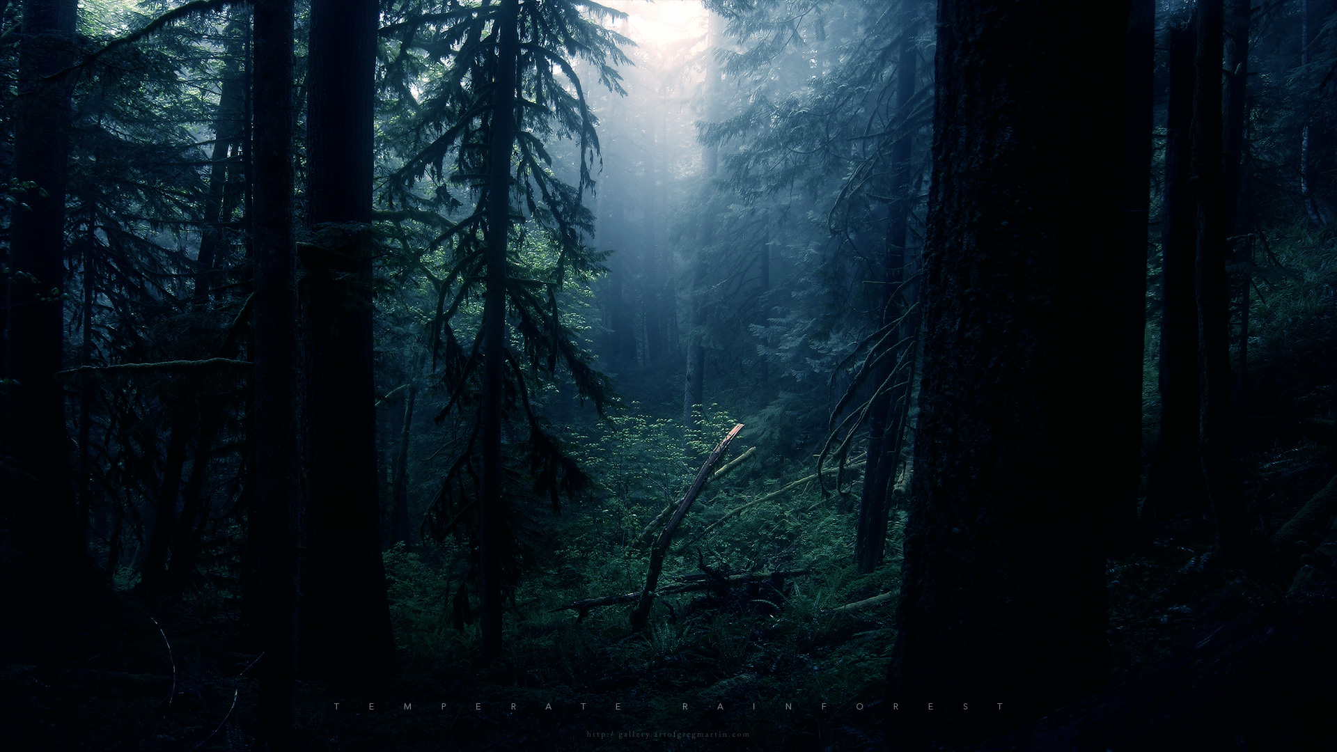 Download mobile wallpaper Forest, Earth for free.