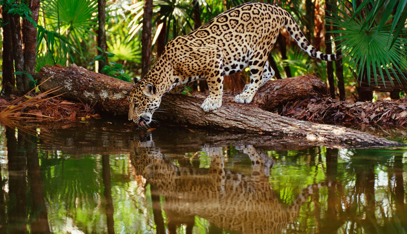 Download mobile wallpaper Jaguar, Animal for free.