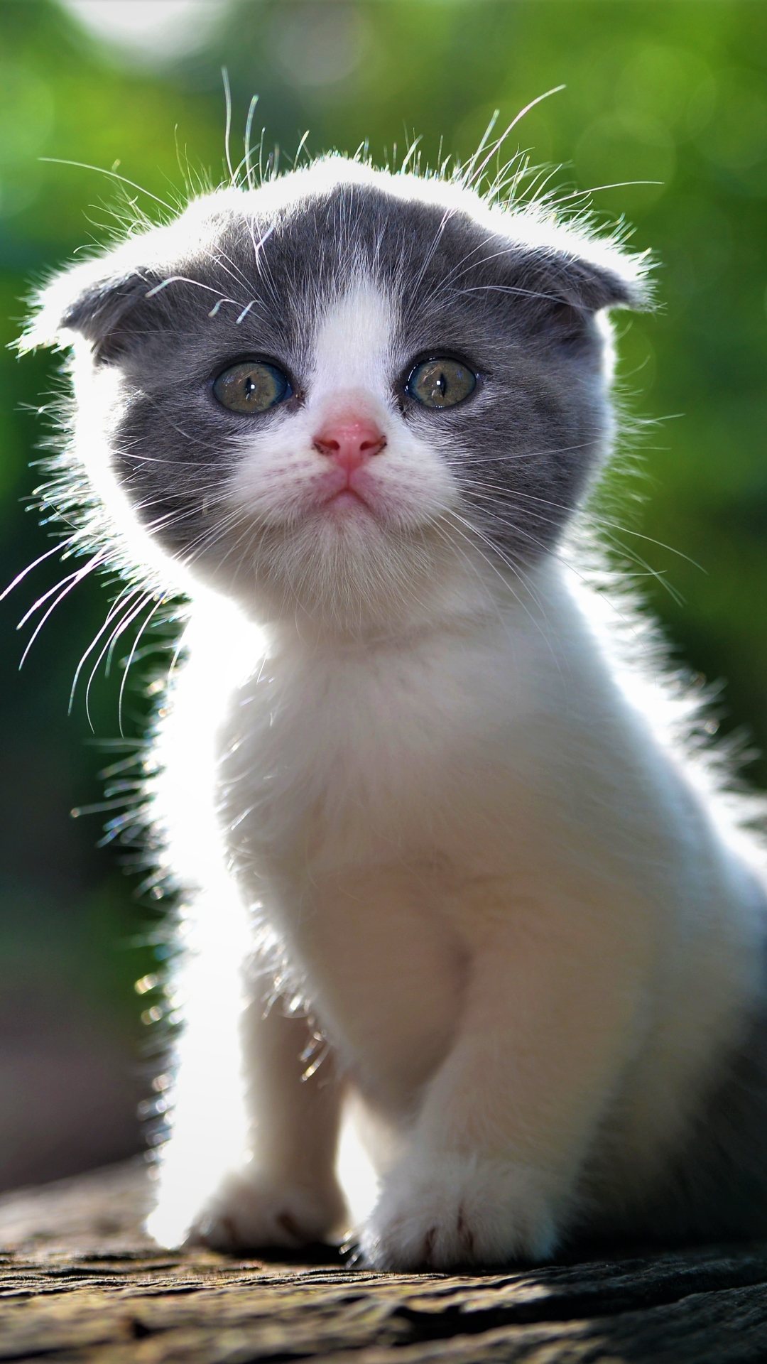 Download mobile wallpaper Cats, Cat, Kitten, Animal, Cute, Baby Animal for free.