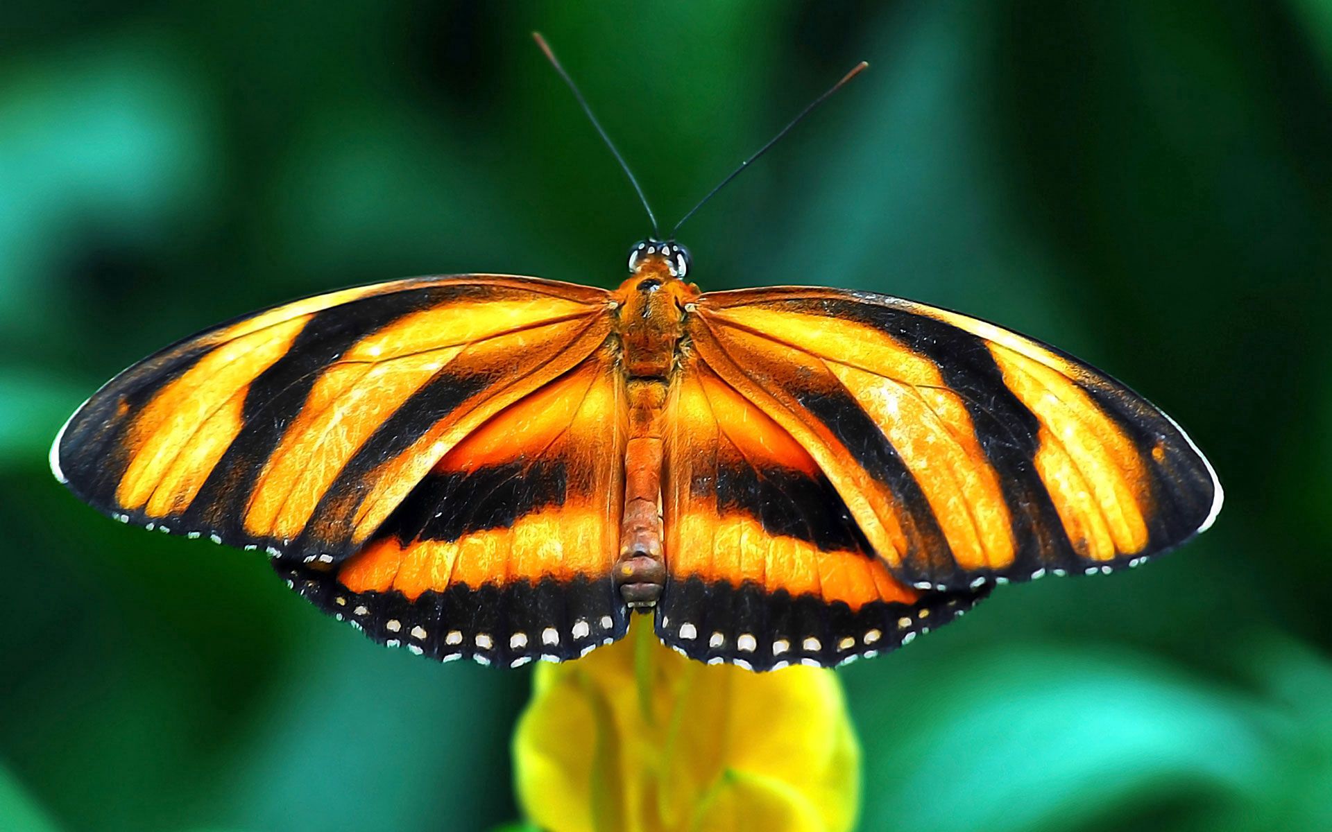 97278壁紙のダウンロード蝶, 大きい, マクロ, ブランチ, 枝, ストライプ, バタフライ, 縞, 翼, 見る, 眺める-スクリーンセーバーと写真を無料で
