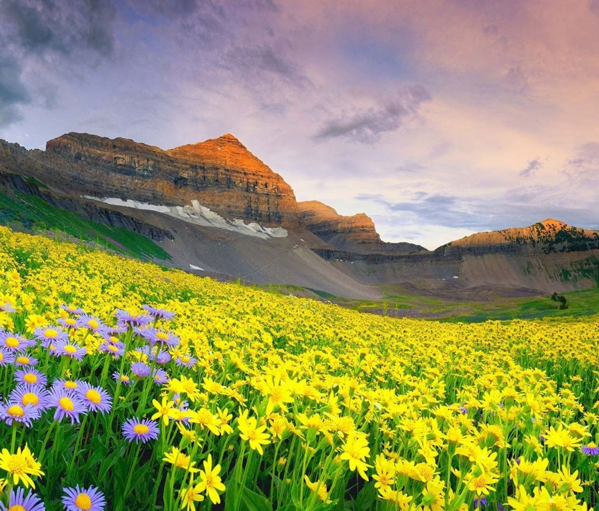 Descarga gratuita de fondo de pantalla para móvil de Flores, Flor, Tierra/naturaleza.