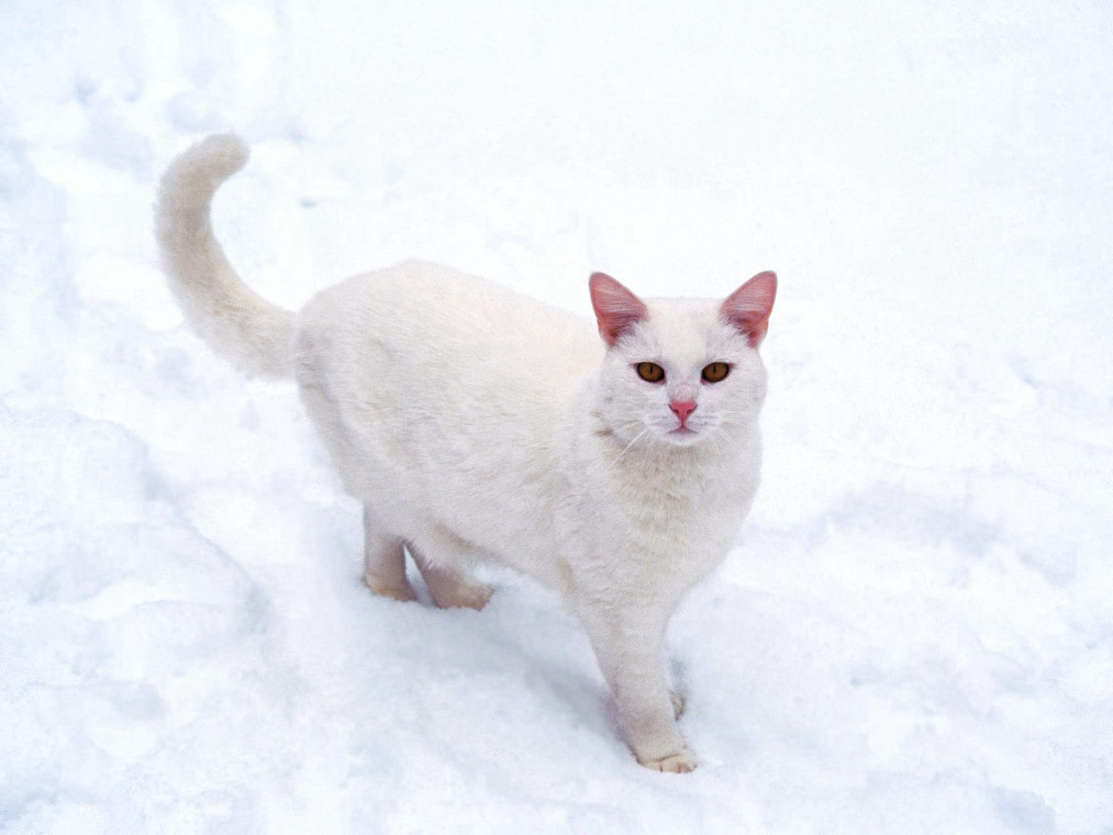Download mobile wallpaper Snow, Animals, Frost, Cat for free.