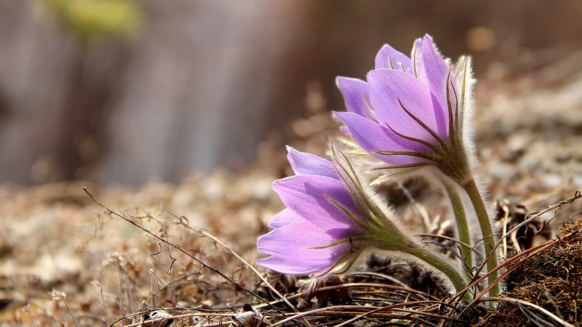 Laden Sie das Blumen, Erde/natur, Windröschen-Bild kostenlos auf Ihren PC-Desktop herunter