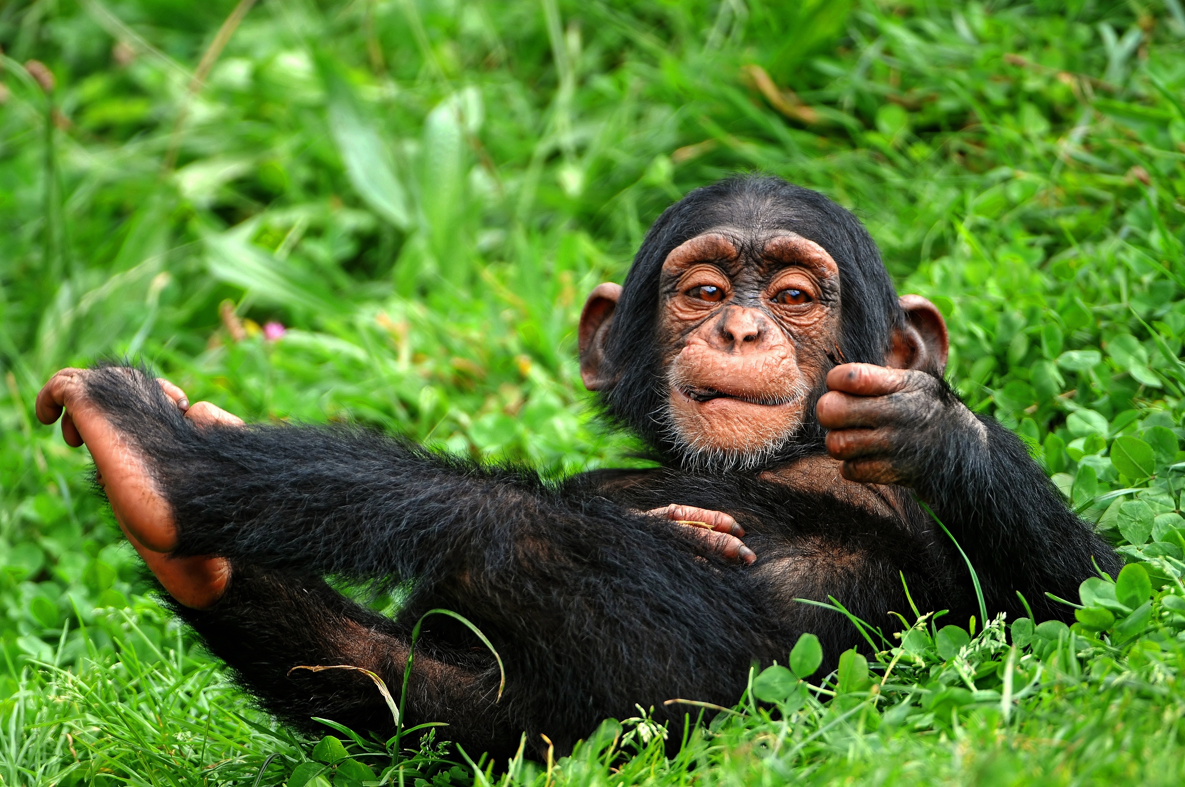 293733 скачать картинку смешные, животные, шимпанзе, детеныш животного, улыбка, обезьяны - обои и заставки бесплатно