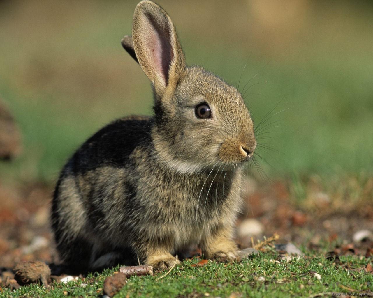 1479176 descargar fondo de pantalla animales, conejo: protectores de pantalla e imágenes gratis