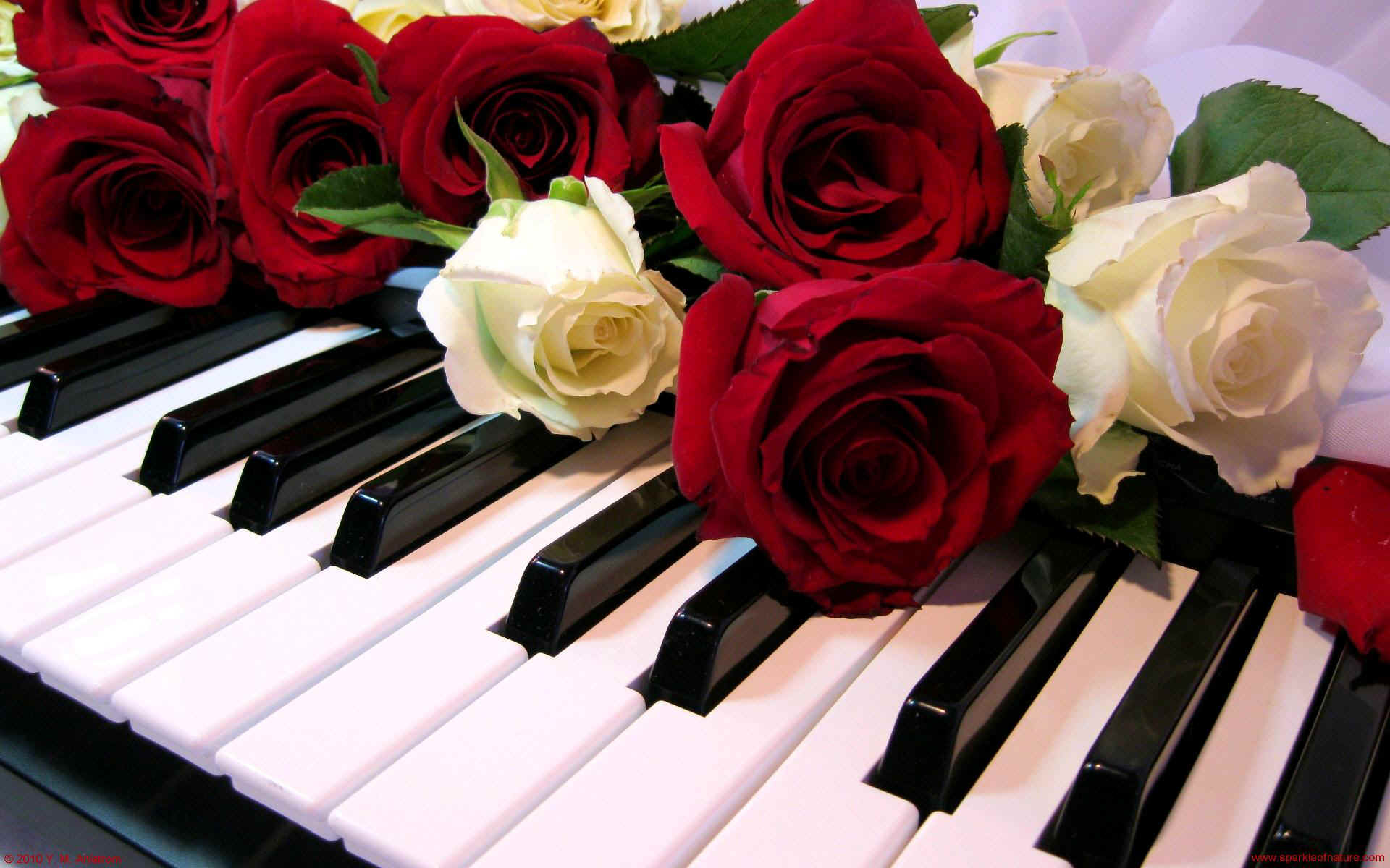 Handy-Wallpaper Klavier, Rose, Musik kostenlos herunterladen.