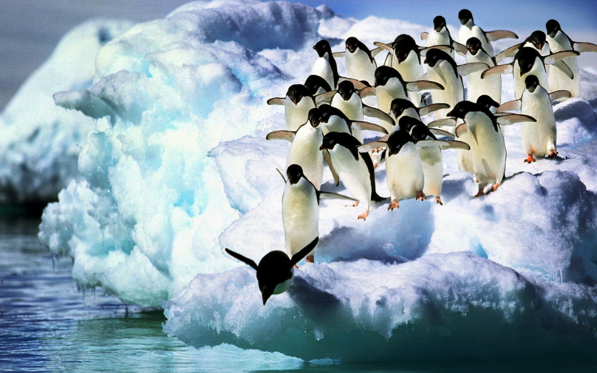 Download mobile wallpaper Birds, Snow, Animal, Penguin, Adelie Penguin for free.
