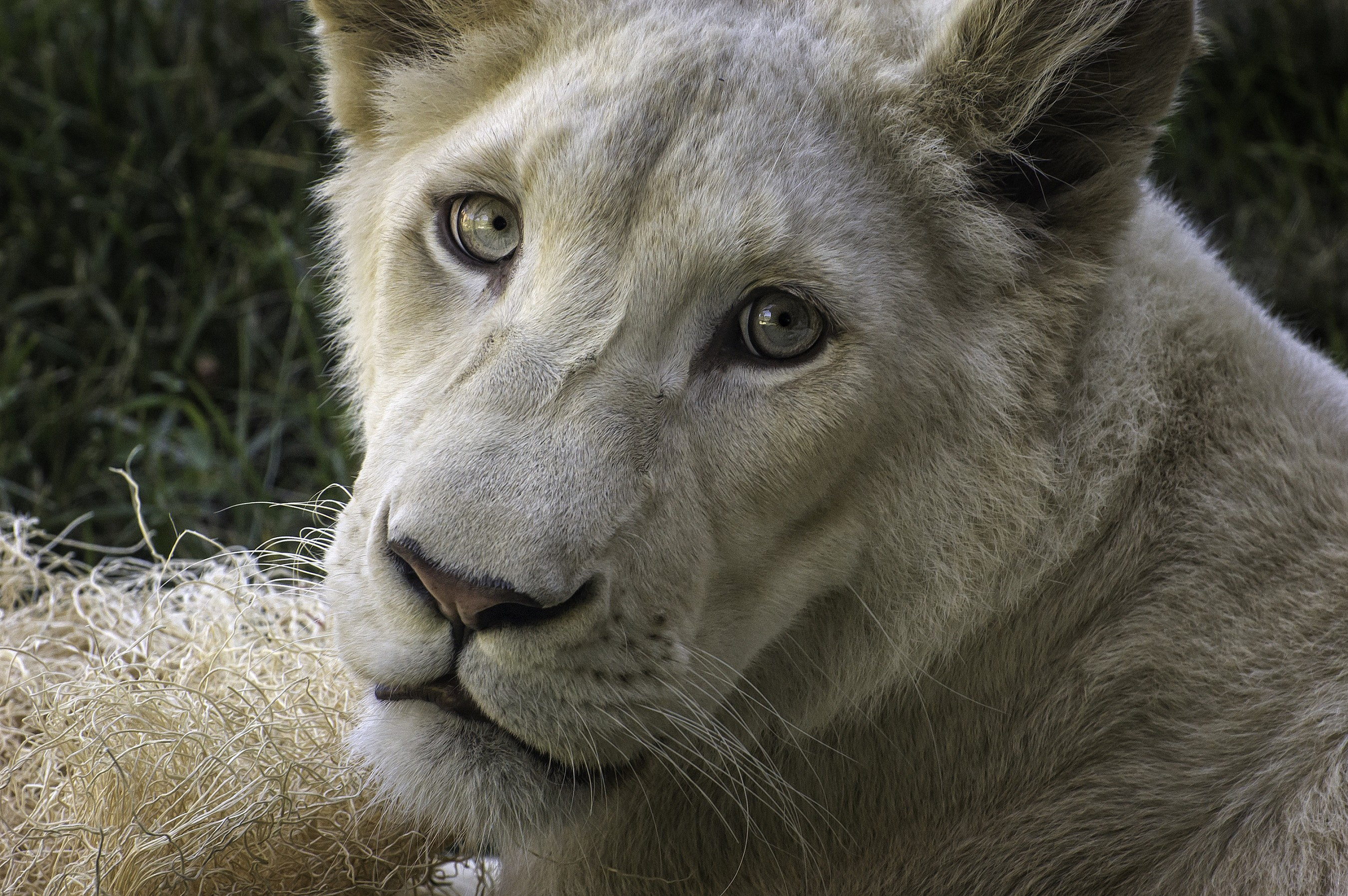 Laden Sie das Tiere, Katzen, Löwe-Bild kostenlos auf Ihren PC-Desktop herunter