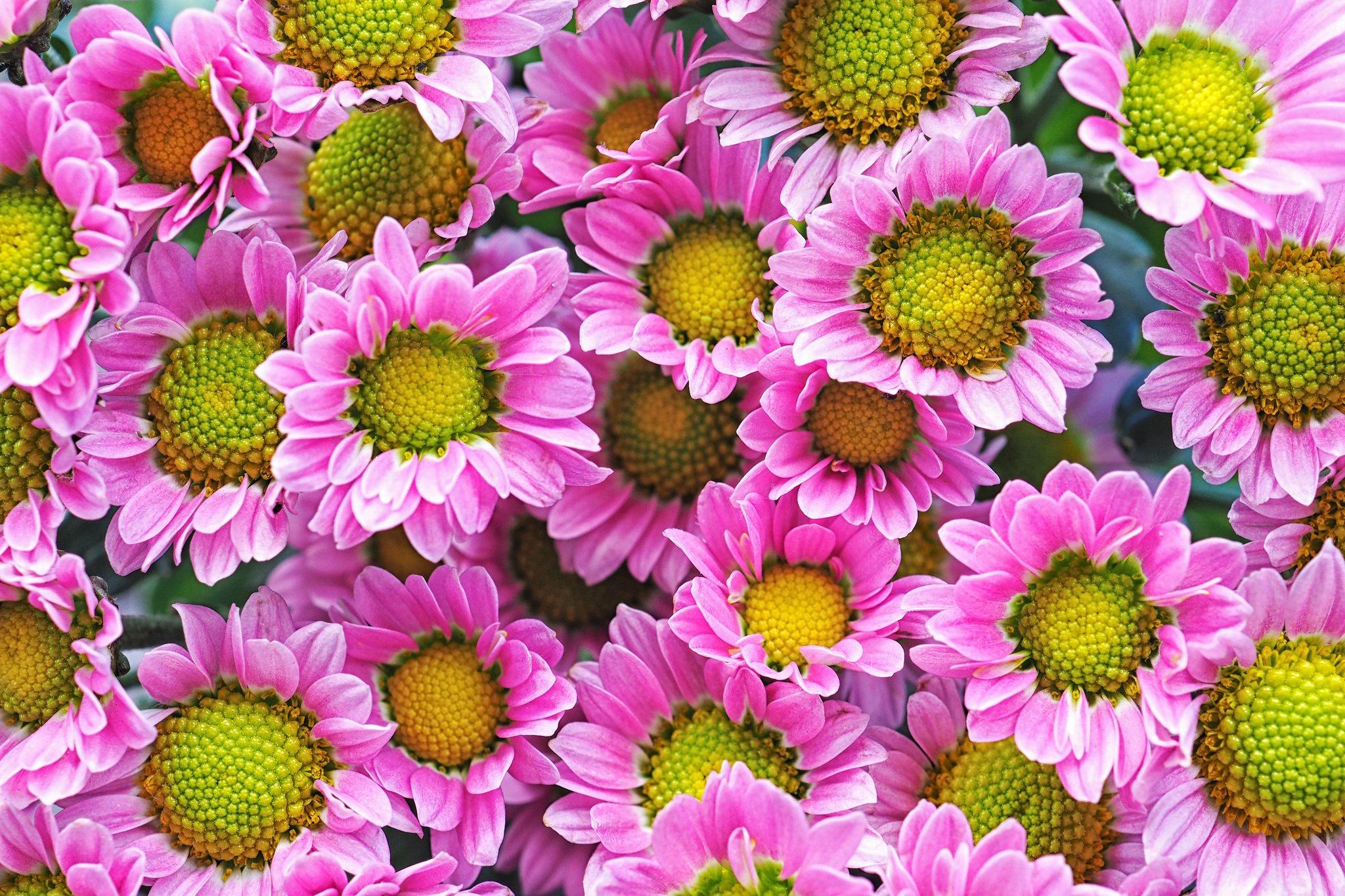 Descarga gratuita de fondo de pantalla para móvil de Flores, Crisantemo, Tierra/naturaleza.