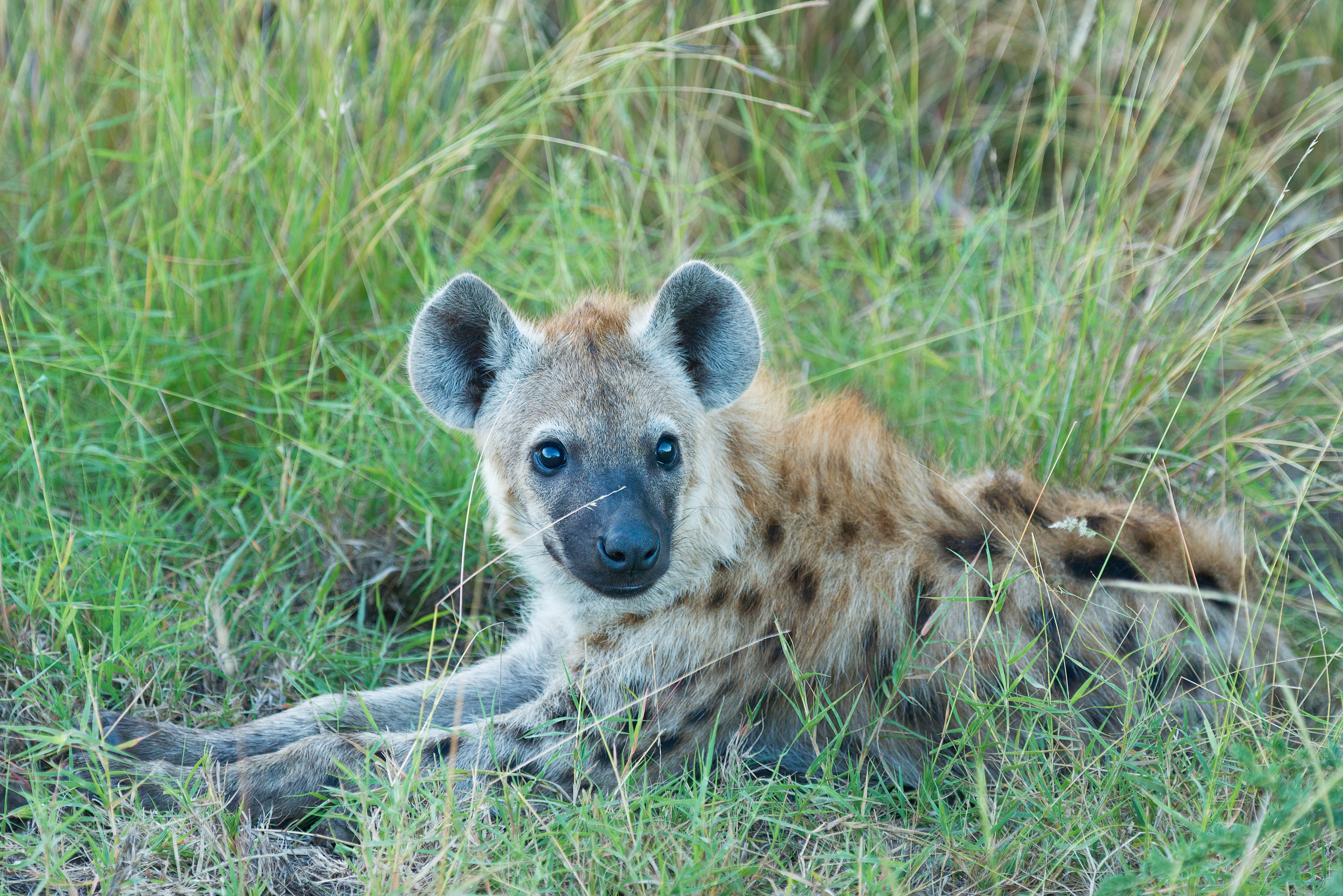 122619 baixar imagens animais, grama, mentiras, focinho, predator, predador, hiena - papéis de parede e protetores de tela gratuitamente