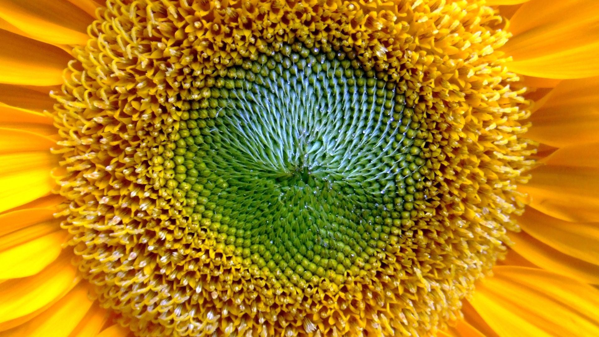 Download mobile wallpaper Pollen, Macro, Flower, Sunflower for free.