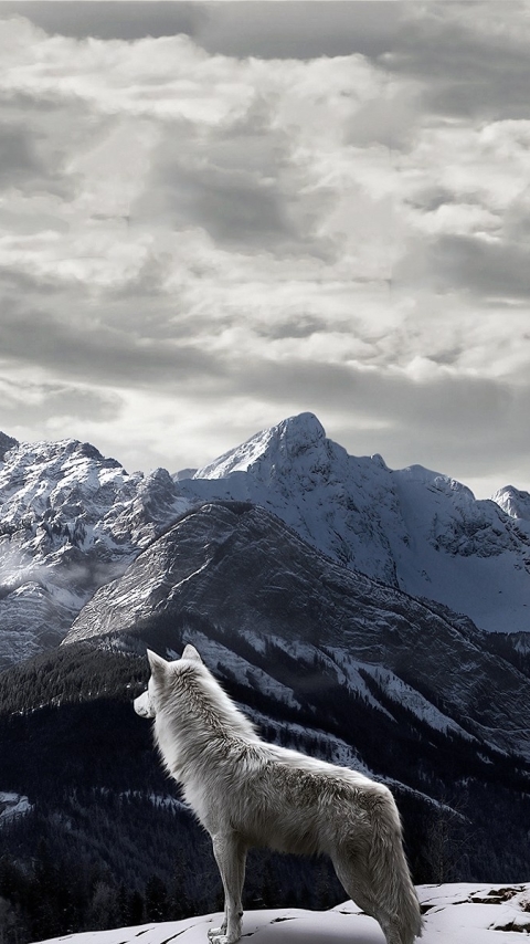 Download mobile wallpaper Mountain, Wolf, Animal, Wolves for free.