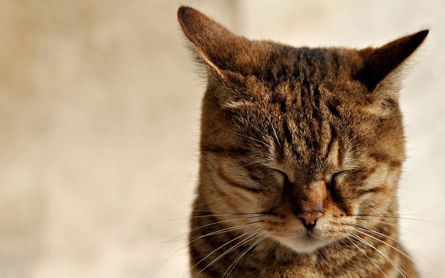 Baixar papel de parede para celular de Animais, Gato gratuito.