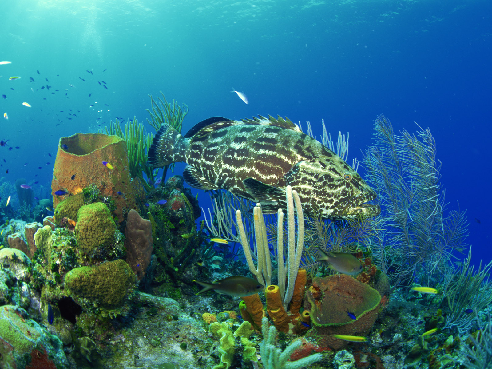 animal, fish, coral, underwater, fishes