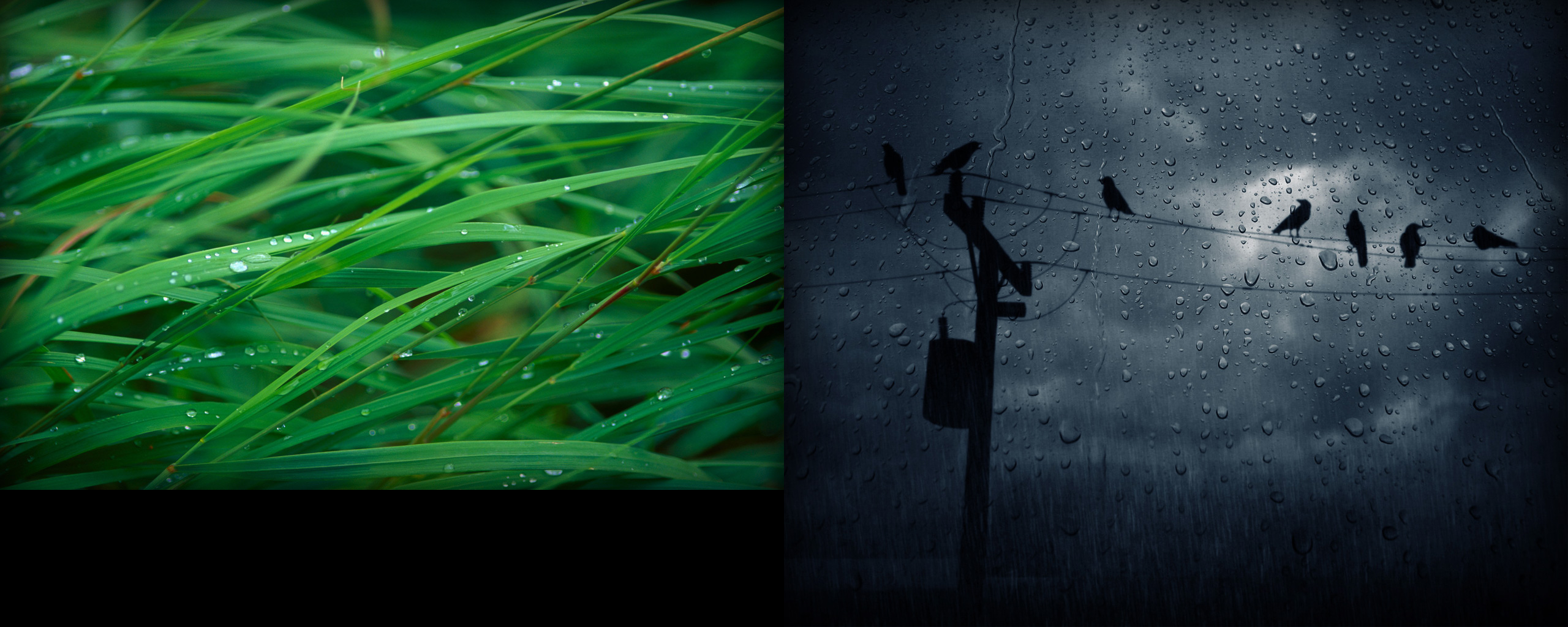Download mobile wallpaper Grass, Rain, Artistic, Crow, Other for free.